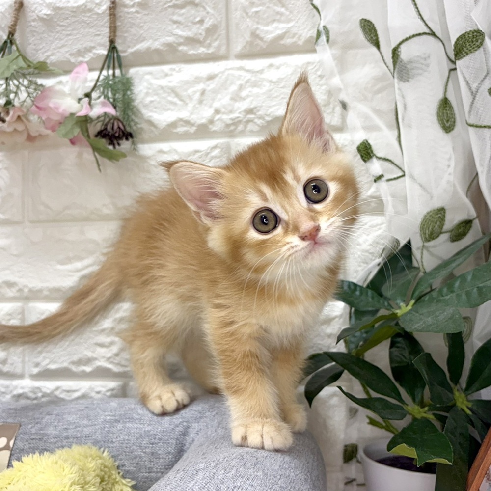 長野県のマンチカン (犬の家＆猫の里塩尻店/2026年8月14日生まれ/男の子/レッド)の子猫の1枚目の画像