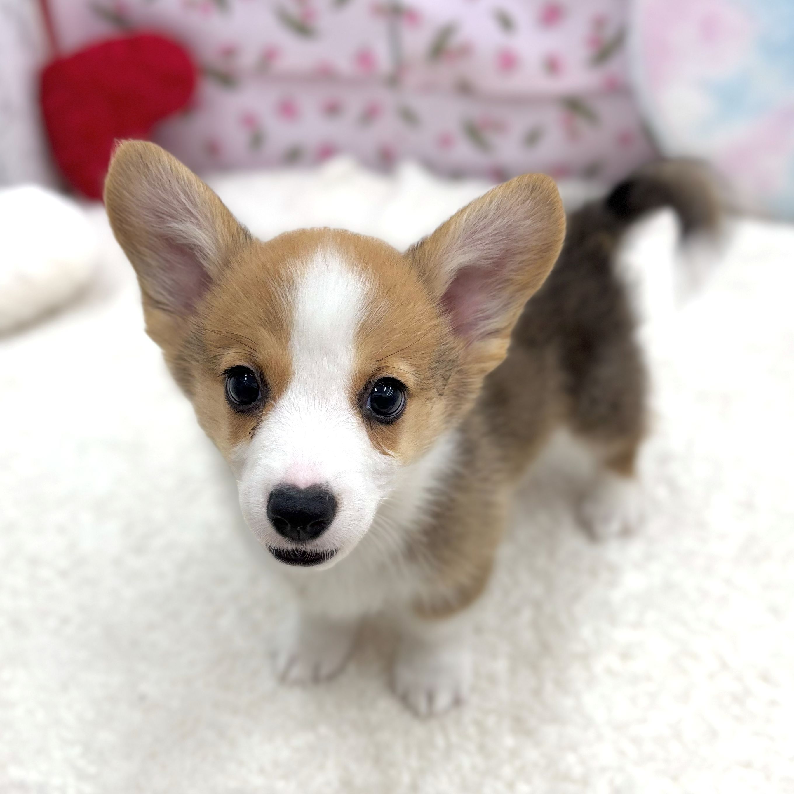 愛知県のウェルシュコーギーペンブローク (犬の家＆猫の里エアポートウォーク店/2026年8月13日生まれ/男の子/レッドホワイト)の子犬の1枚目の画像