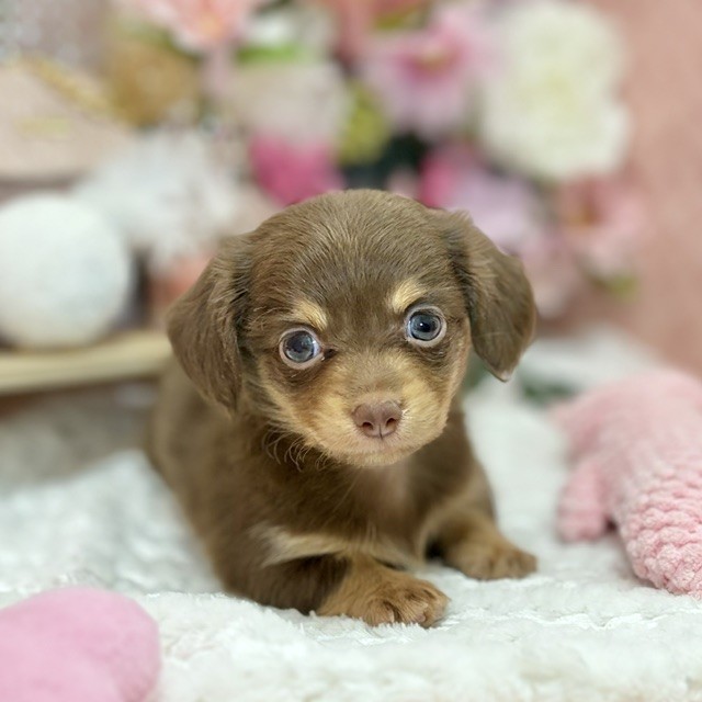 千葉県のチワックス(チワワ×ダックス) (犬の家＆猫の里ワンズモール稲毛店/2026年8月15日生まれ/女の子/チョコレートタン)の子犬の1枚目の画像