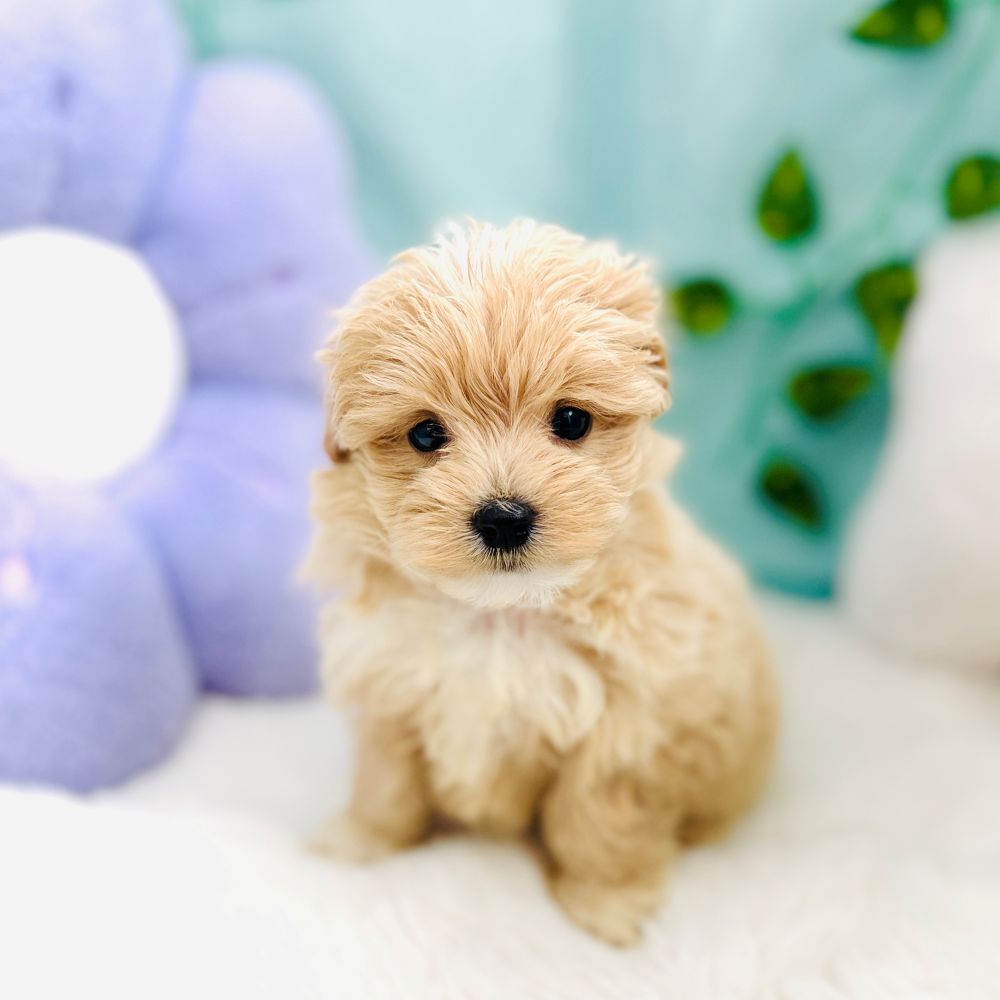 愛知県のマルプー(マルチーズ×プードル) (犬の家＆猫の里愛知刈谷店/2026年8月16日生まれ/女の子/アプリコットホワイト)の子犬の1枚目の画像