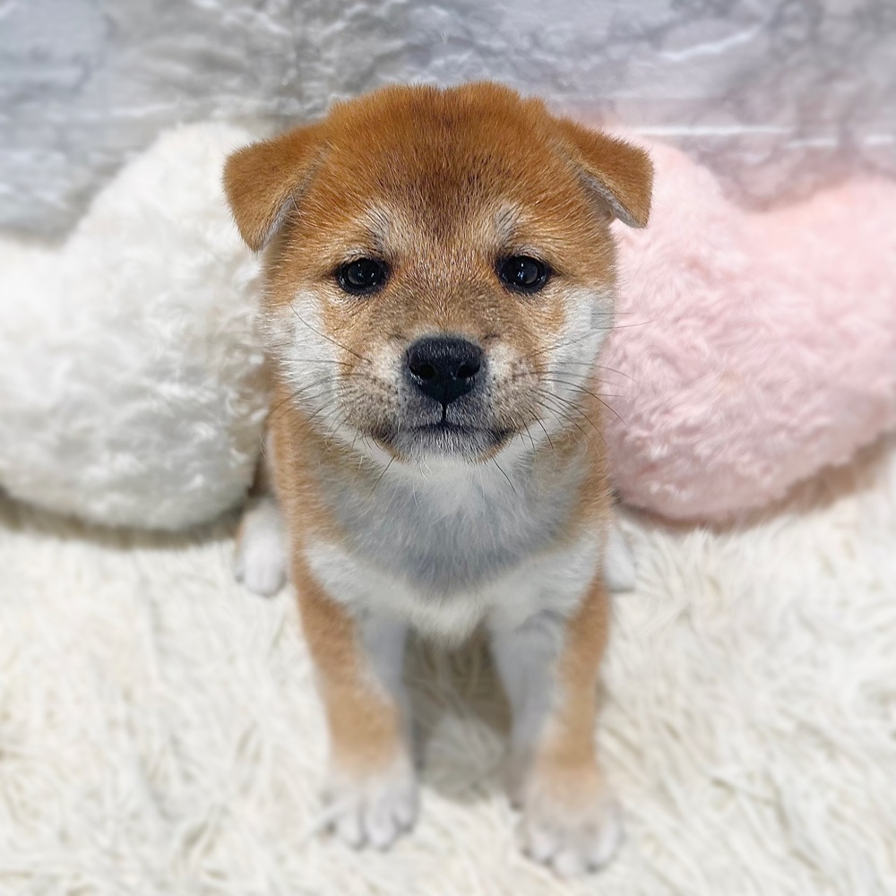 愛知県の柴犬(標準サイズ) (犬の家＆猫の里MiO香久山店/2026年8月17日生まれ/女の子/赤)の子犬の1枚目の画像