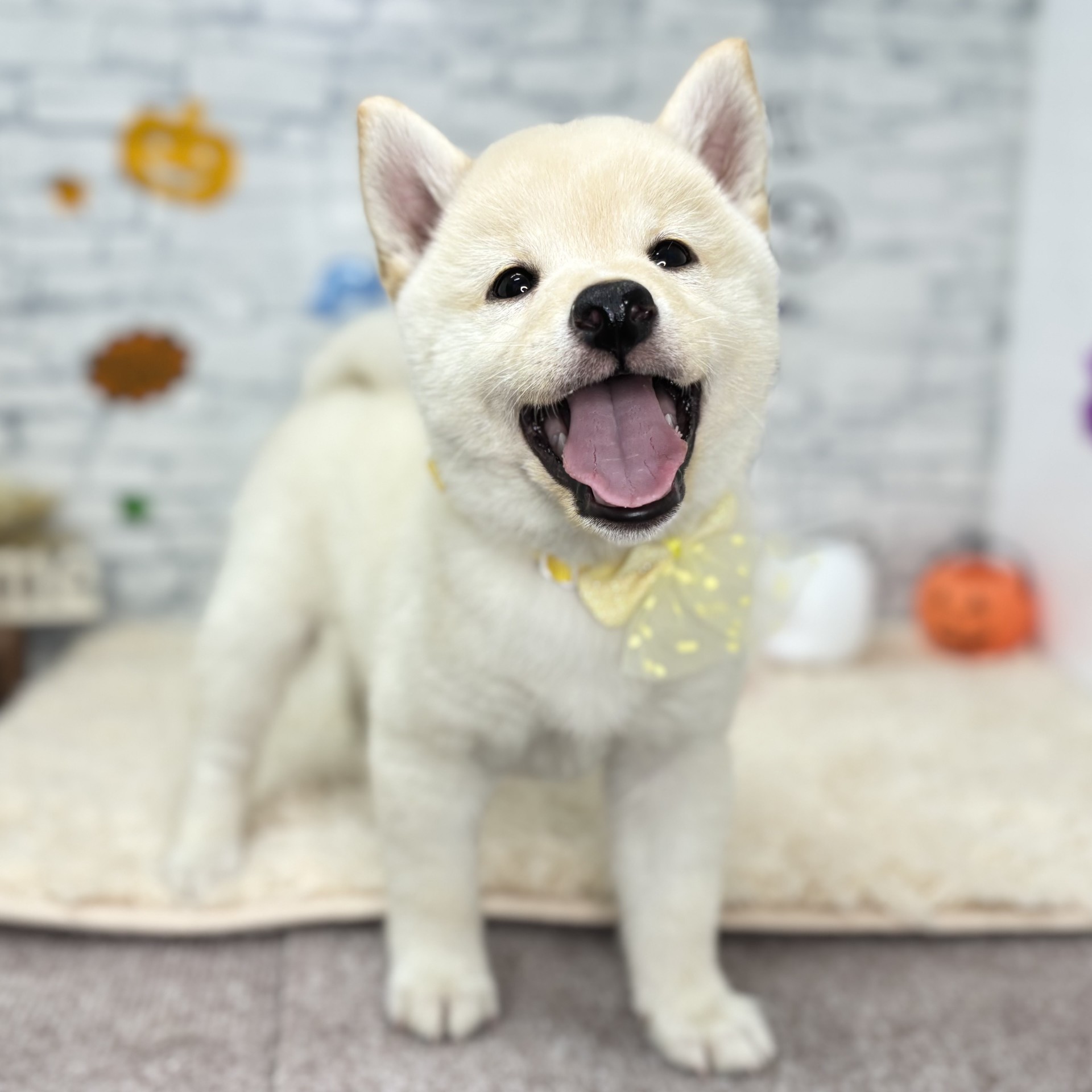 生体画像7