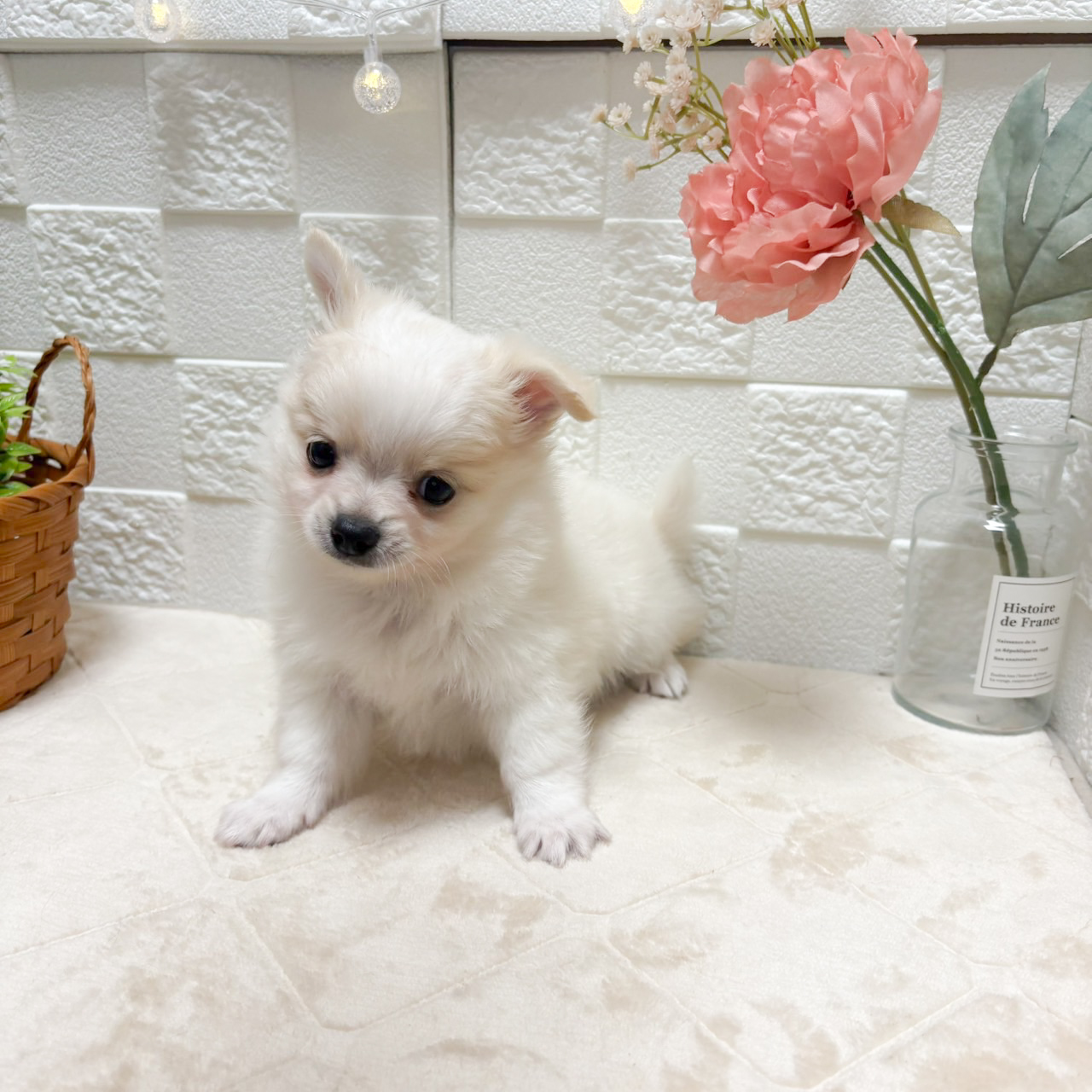 東京都のポメチワ/チワポメ/ポメチー(ポメラニアン×チワワ) (犬の家＆猫の里ペットフォレスト小平店/2026年8月16日生まれ/女の子/クリームホワイト)の子犬の1枚目の画像