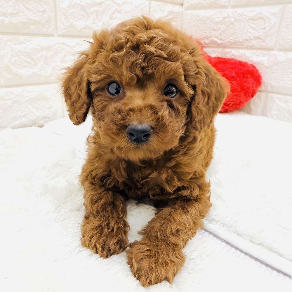 愛知県のトイプードル(トイ) (犬の家＆猫の里アミーゴ神の倉店/2026年8月19日生まれ/男の子/レッドフォーン)の子犬の1枚目の画像