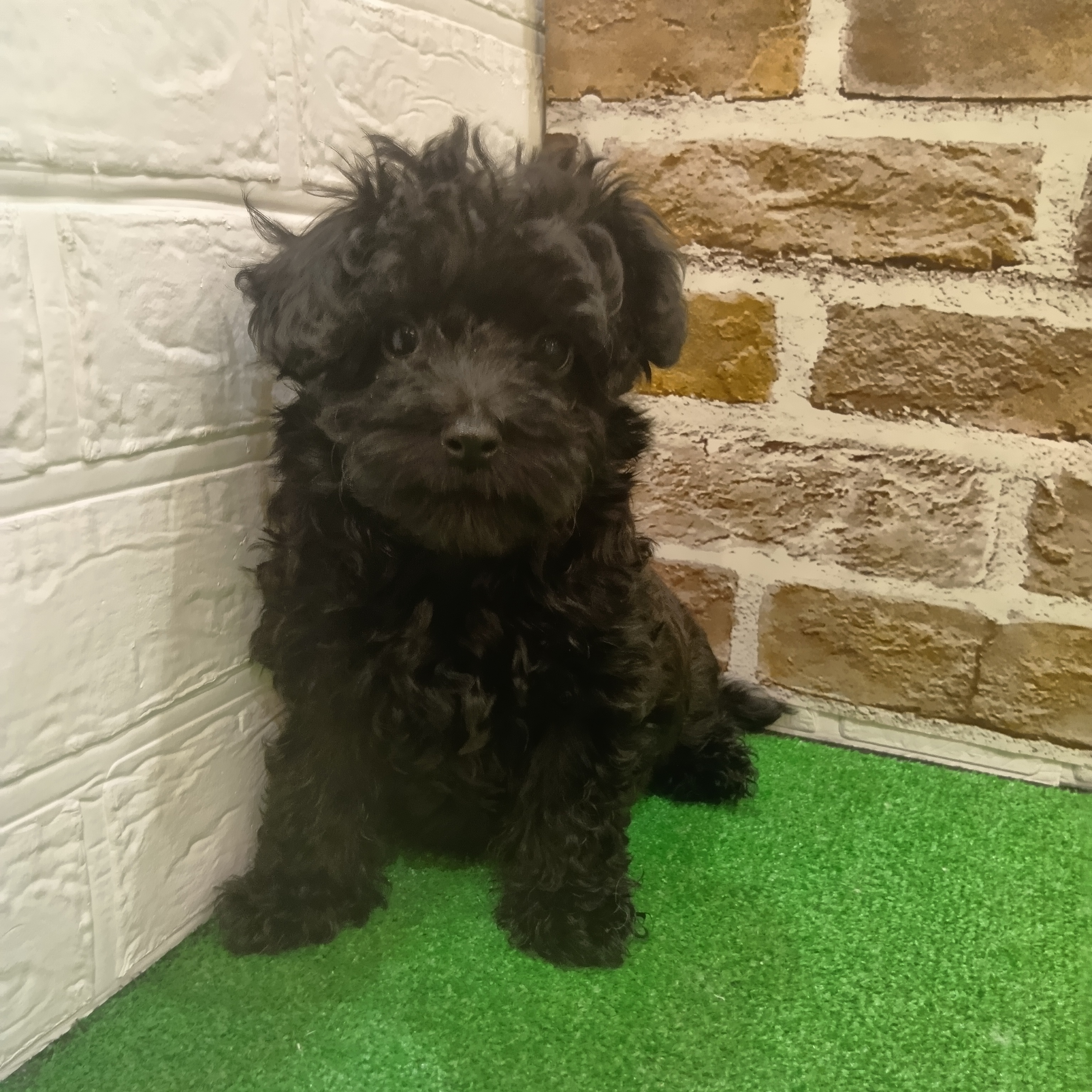 ハーフ犬女の子の写真