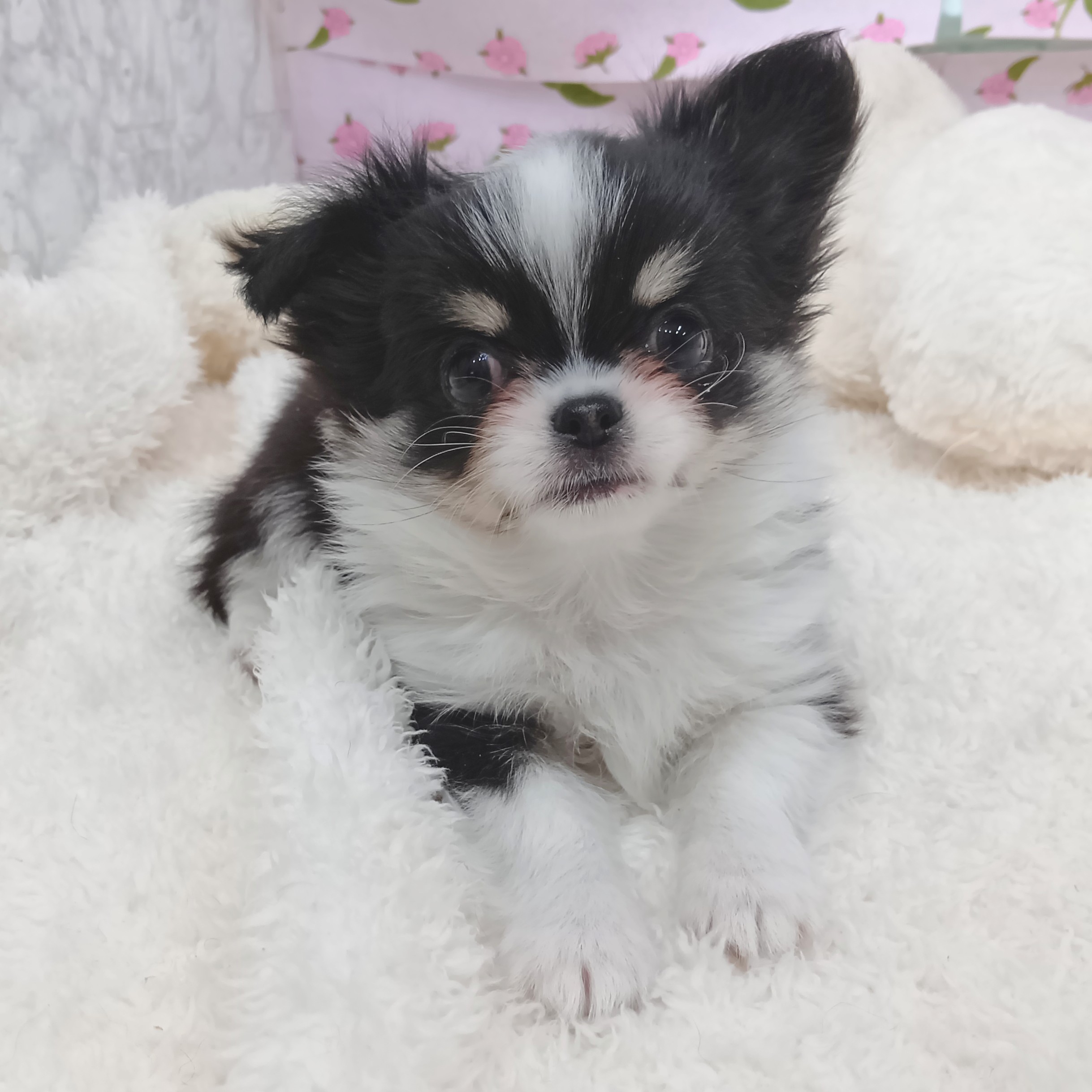 愛知県のチワワ(ロング) (犬の家＆猫の里エアポートウォーク店/2026年1月12日生まれ/男の子/ブラックタンホワイト)の子犬の1枚目の画像