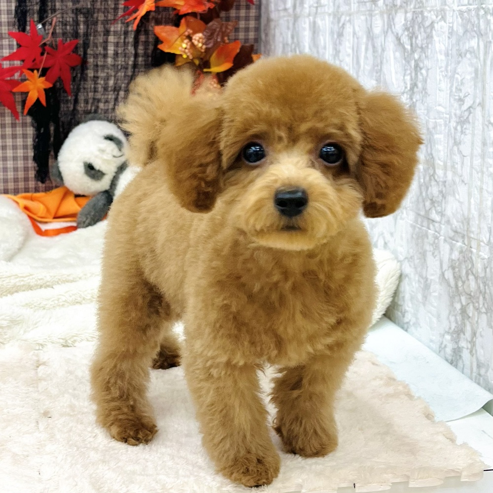 2025年7月2日生まれのトイプードル(トイ)の7枚目の写真