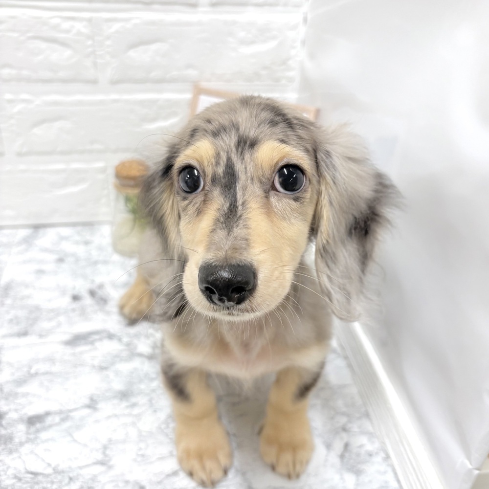愛知県のミニチュアダックスフンド(ロング) (犬の家＆猫の里豊田店/2026年7月12日生まれ/男の子/シルバーダップル)の子犬の1枚目の画像
