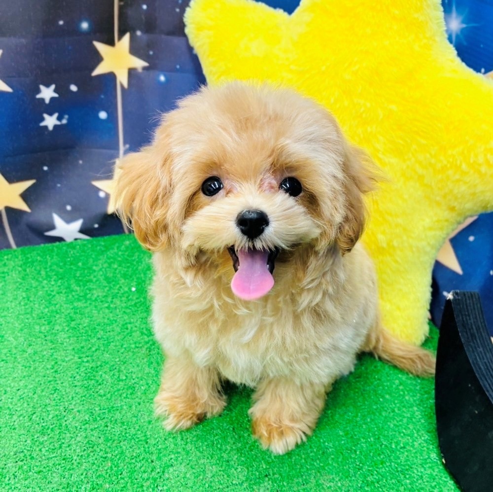 愛知県のマルプー(マルチーズ×プードル) (犬の家＆猫の里名古屋天白店/2025年6月17日生まれ/男の子/アプリコット)の子犬の1枚目の画像