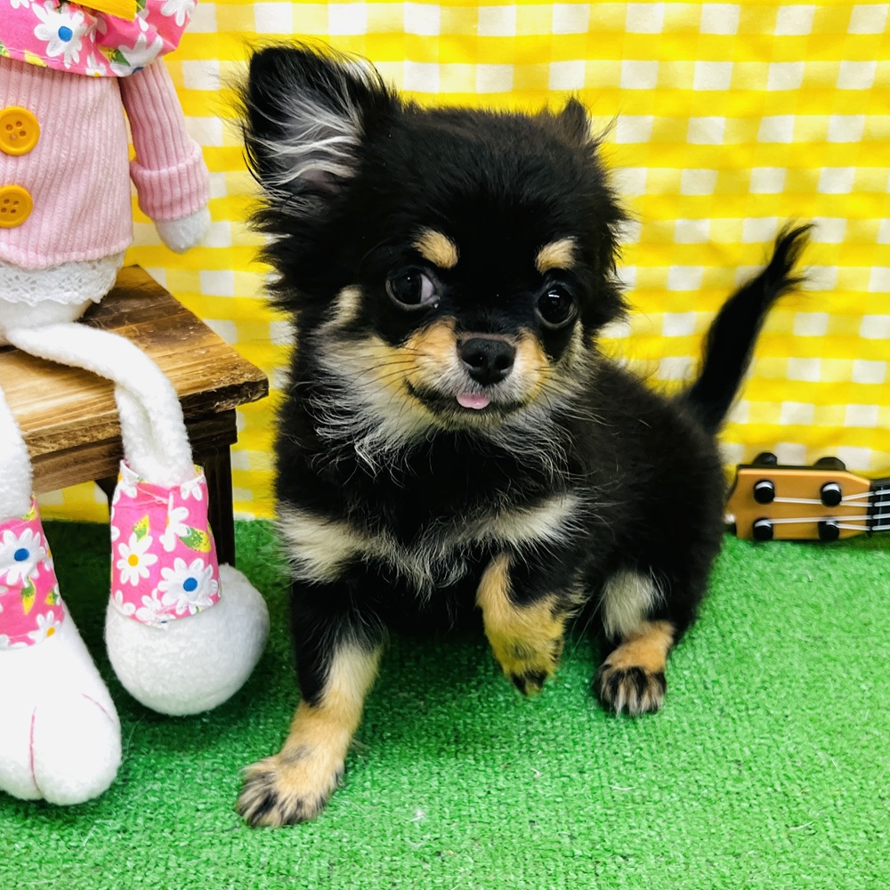 愛知県のチワワ(ロング) (犬の家＆猫の里名古屋天白店/2026年1月11日生まれ/男の子/ブラックタン)の子犬の1枚目の画像