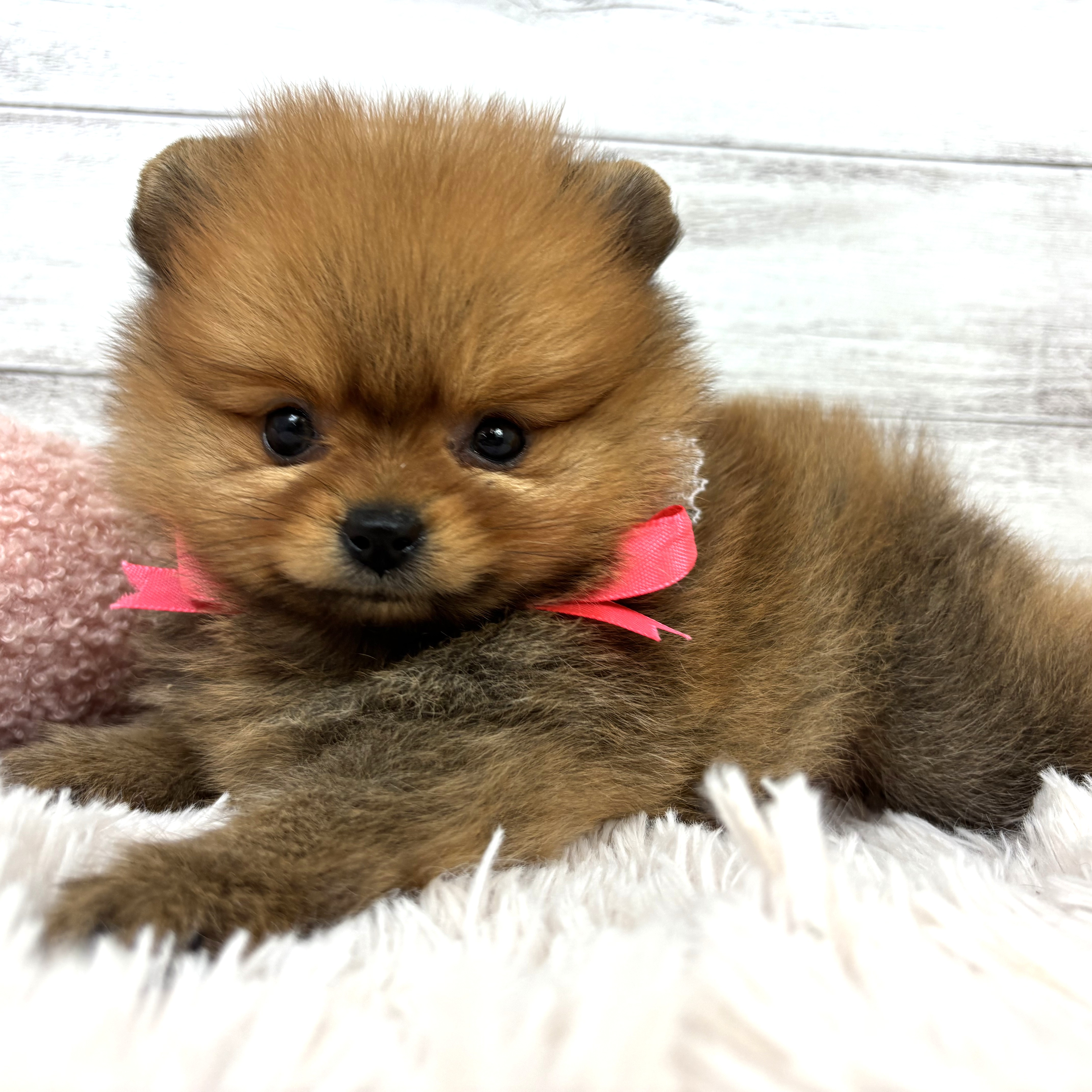 兵庫県のポメラニアン (犬の家＆猫の里川西店/2026年1月3日生まれ/女の子/オレンジ)の子犬の1枚目の画像
