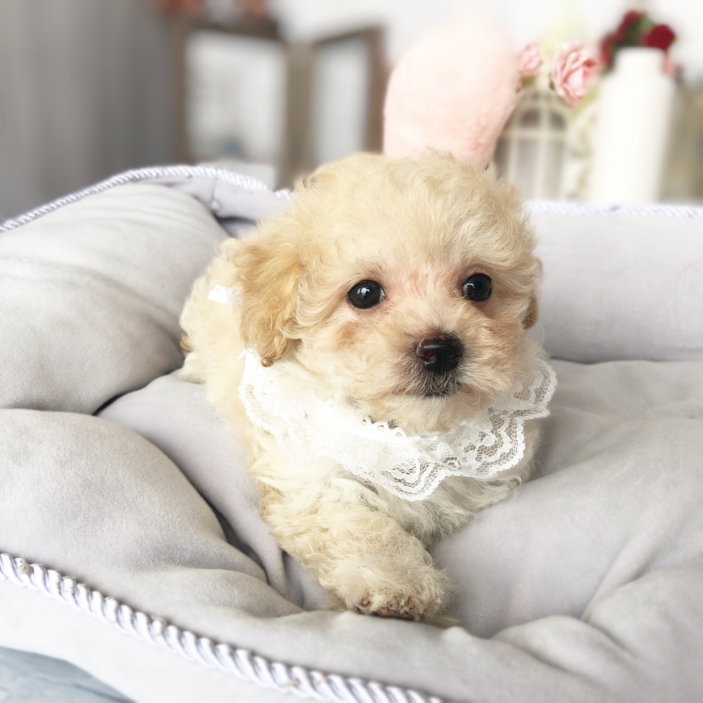 ハーフ犬の画像7