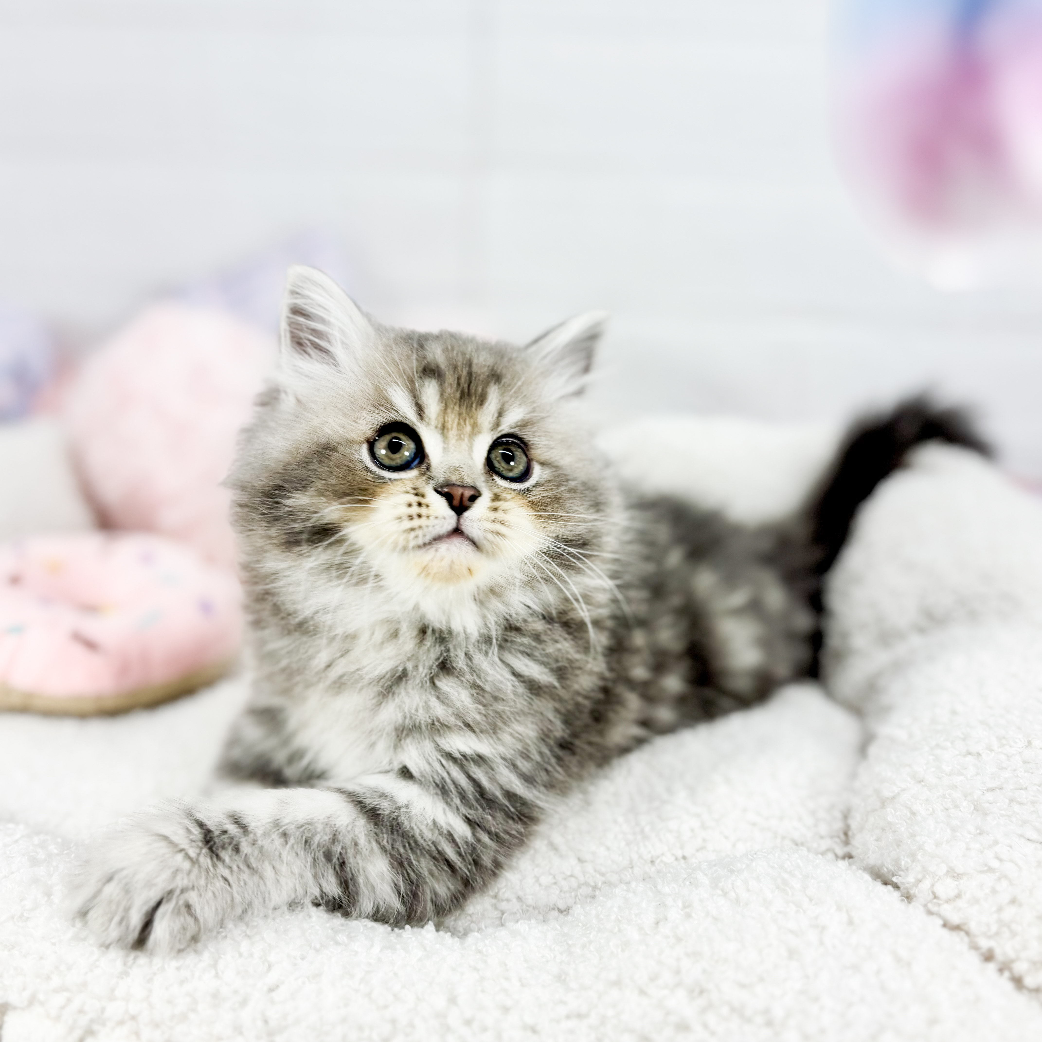 サイベリアン男の子の写真