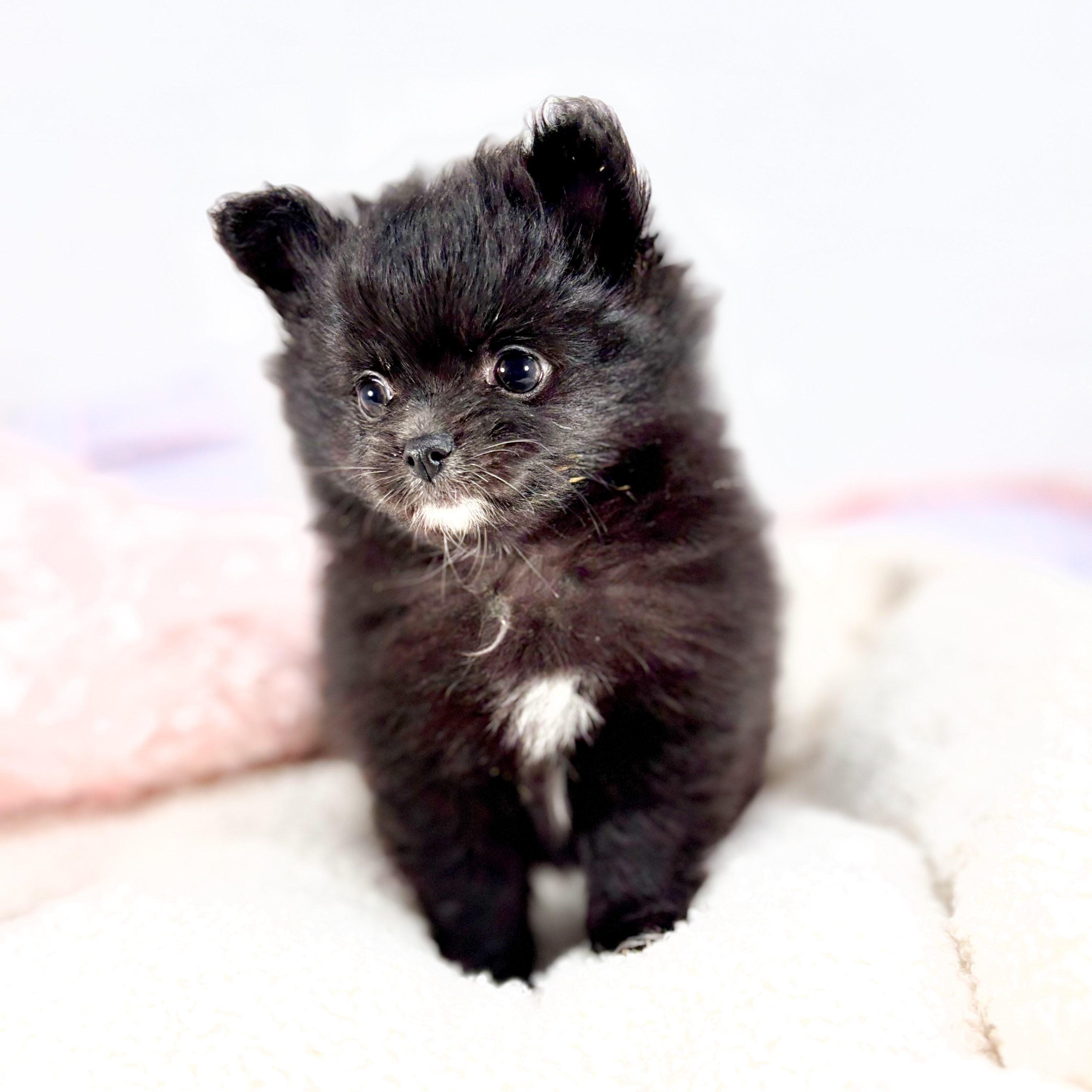 ハーフ犬女の子の写真