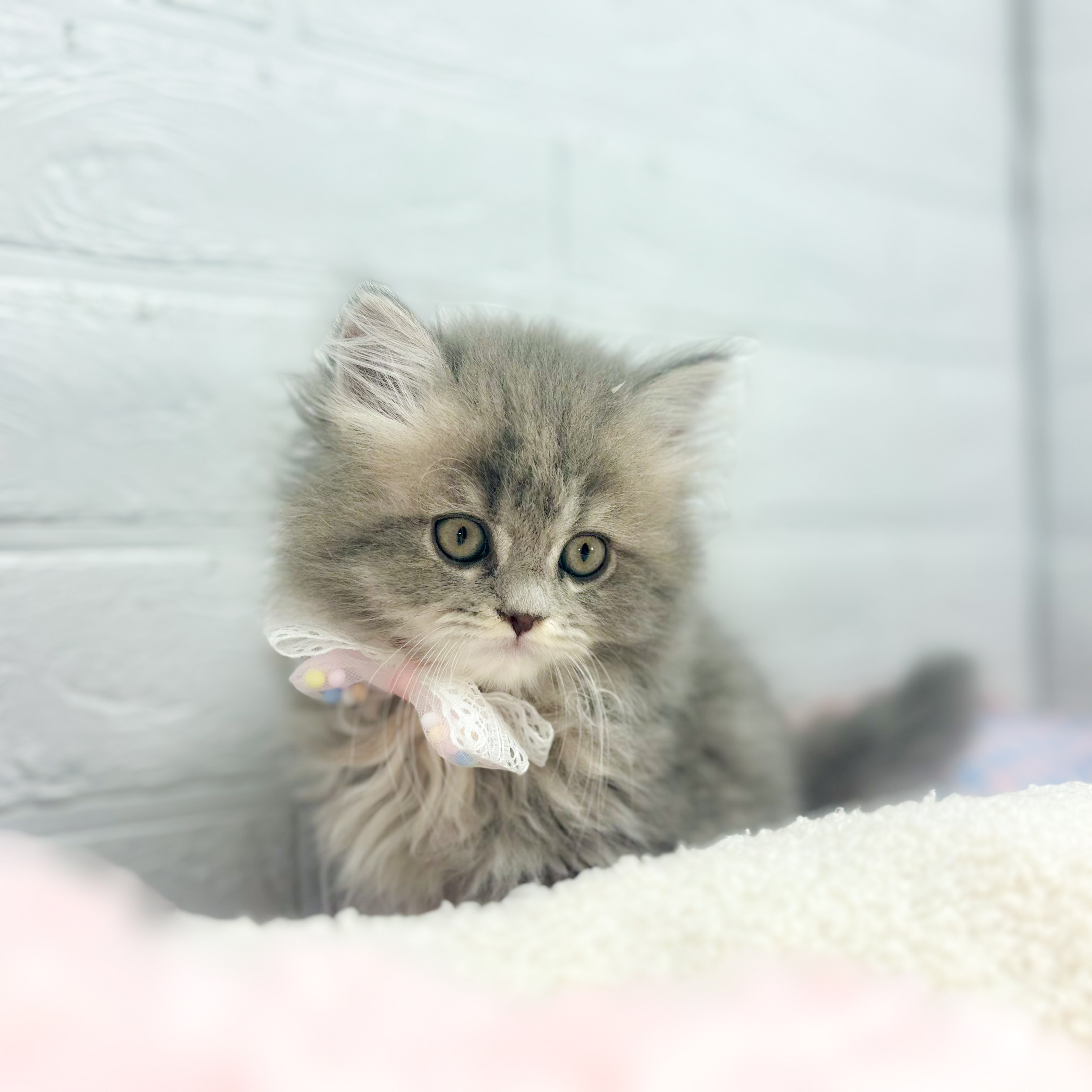 ミヌエット女の子の写真