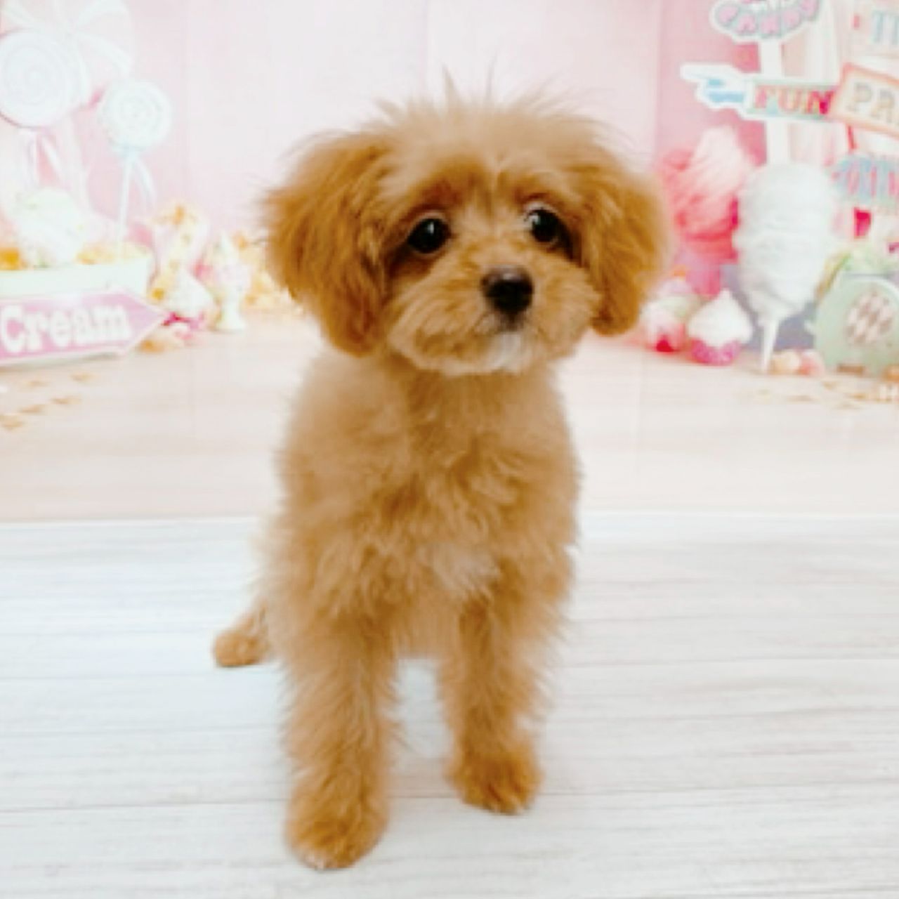兵庫県のポメプー(ポメラニアン×プードル) (犬の家＆猫の里尼崎店/2026年5月30日生まれ/女の子/レッド)の子犬の1枚目の画像