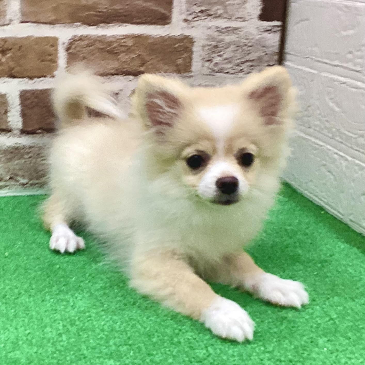 三重県のポメチワ/チワポメ/ポメチー(ポメラニアン×チワワ) (犬の家＆猫の里三重桑名店/2025年7月8日生まれ/女の子/クリームホワイト)の子犬の1枚目の画像