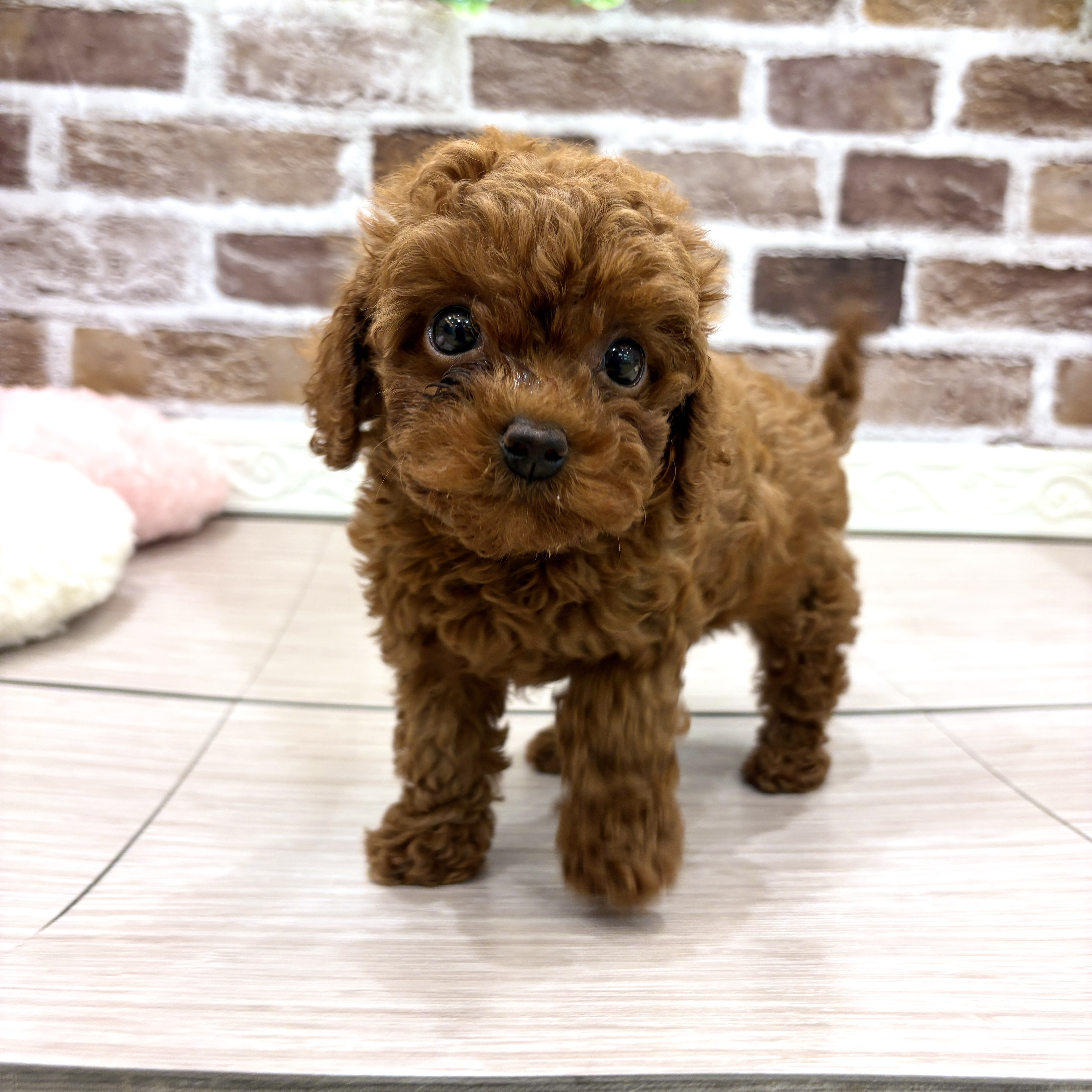三重県のトイプードル(トイ) (犬の家＆猫の里三重桑名店/2026年3月2日生まれ/女の子/レッド)の子犬の1枚目の画像