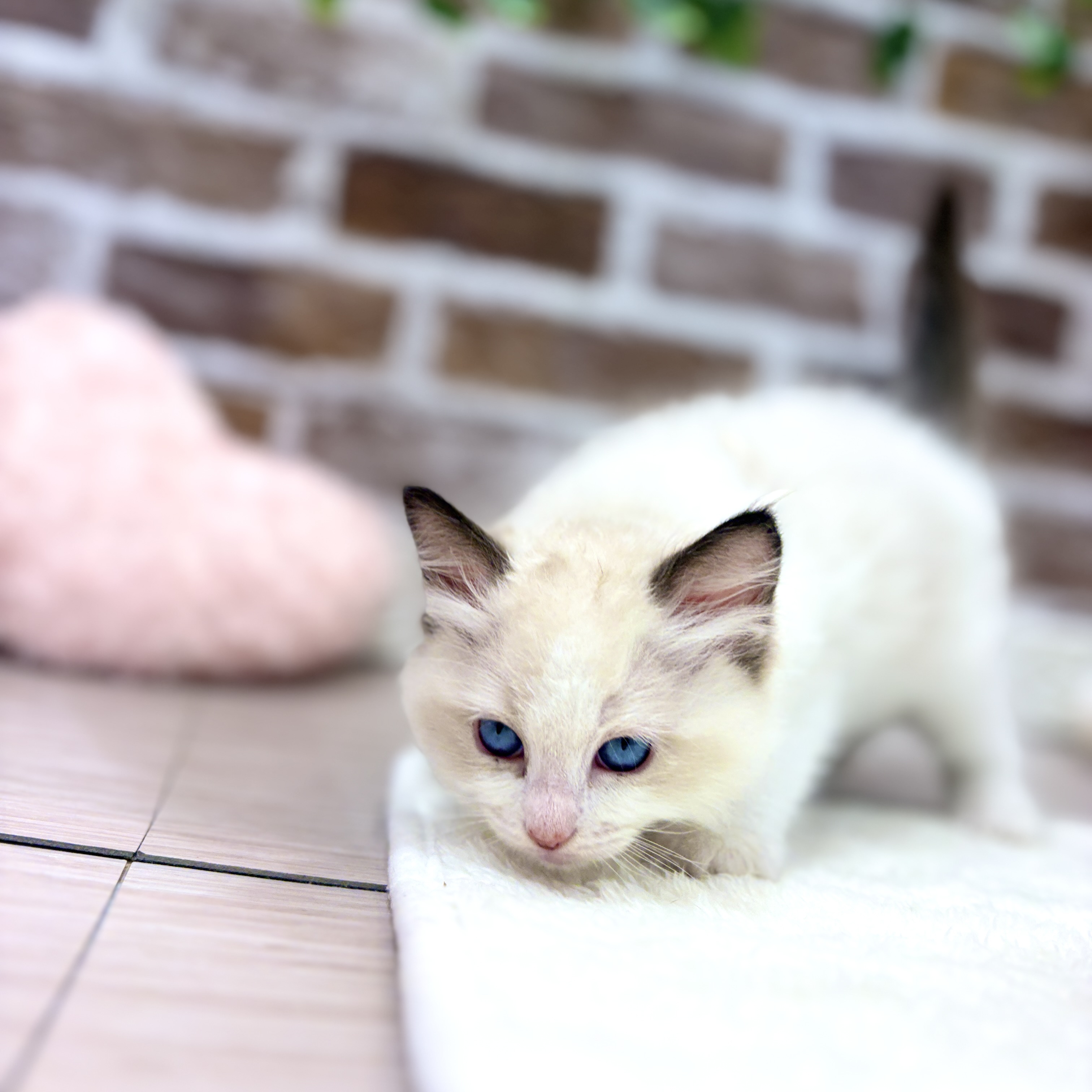 生体画像７