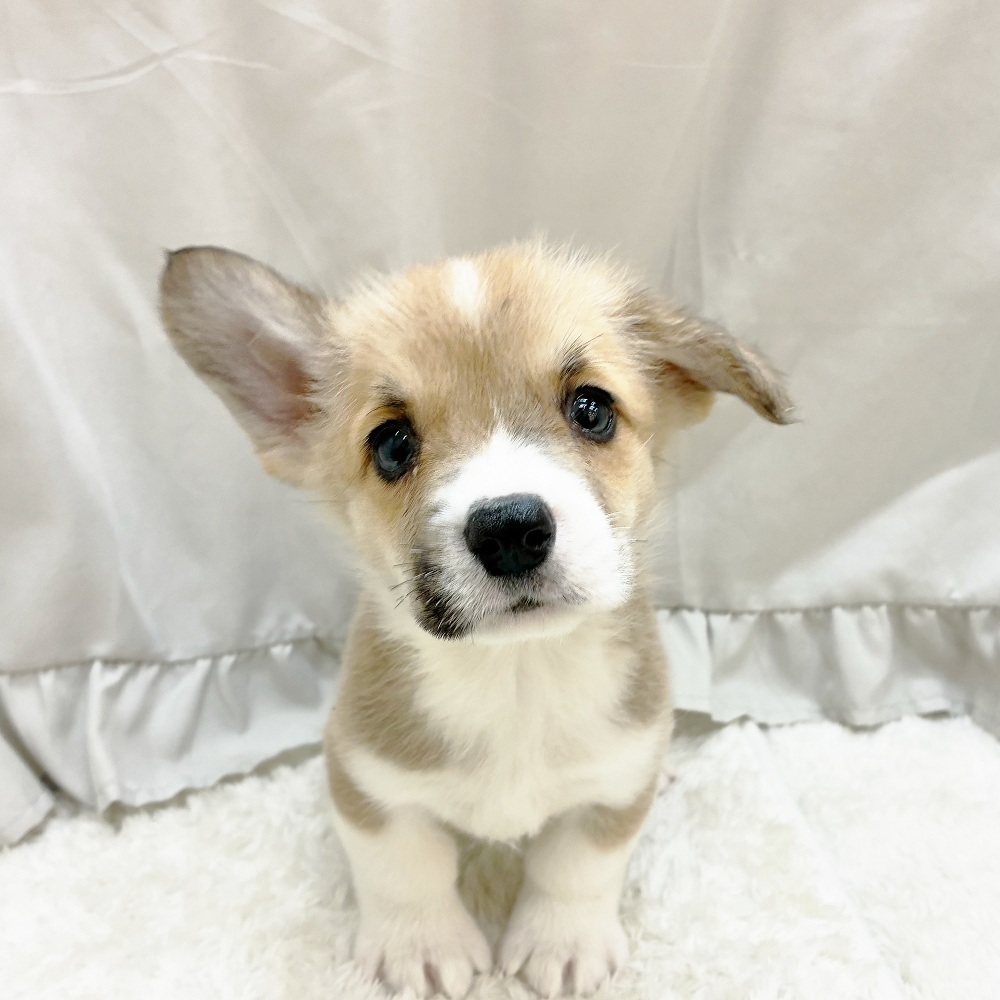 愛知県のウェルシュコーギーペンブローク (犬の家＆猫の里アミーゴ神の倉店/2025年5月15日生まれ/男の子/レッドホワイト)の子犬の1枚目の画像
