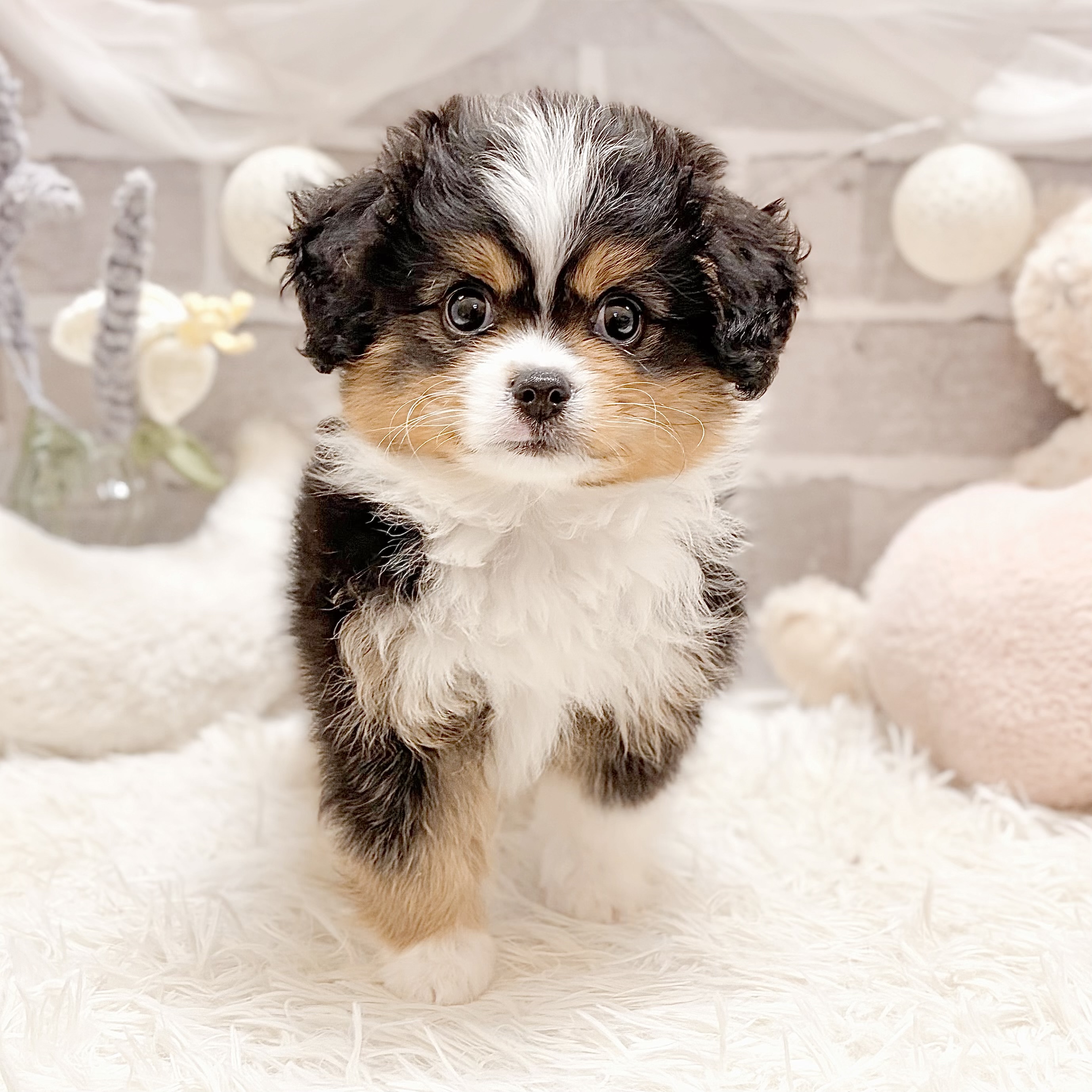 兵庫県のハーフ犬・ミックス犬 (犬の家＆猫の里神戸店/2026年7月21日生まれ/男の子/ブラックタンホワイト)の子犬の1枚目の画像