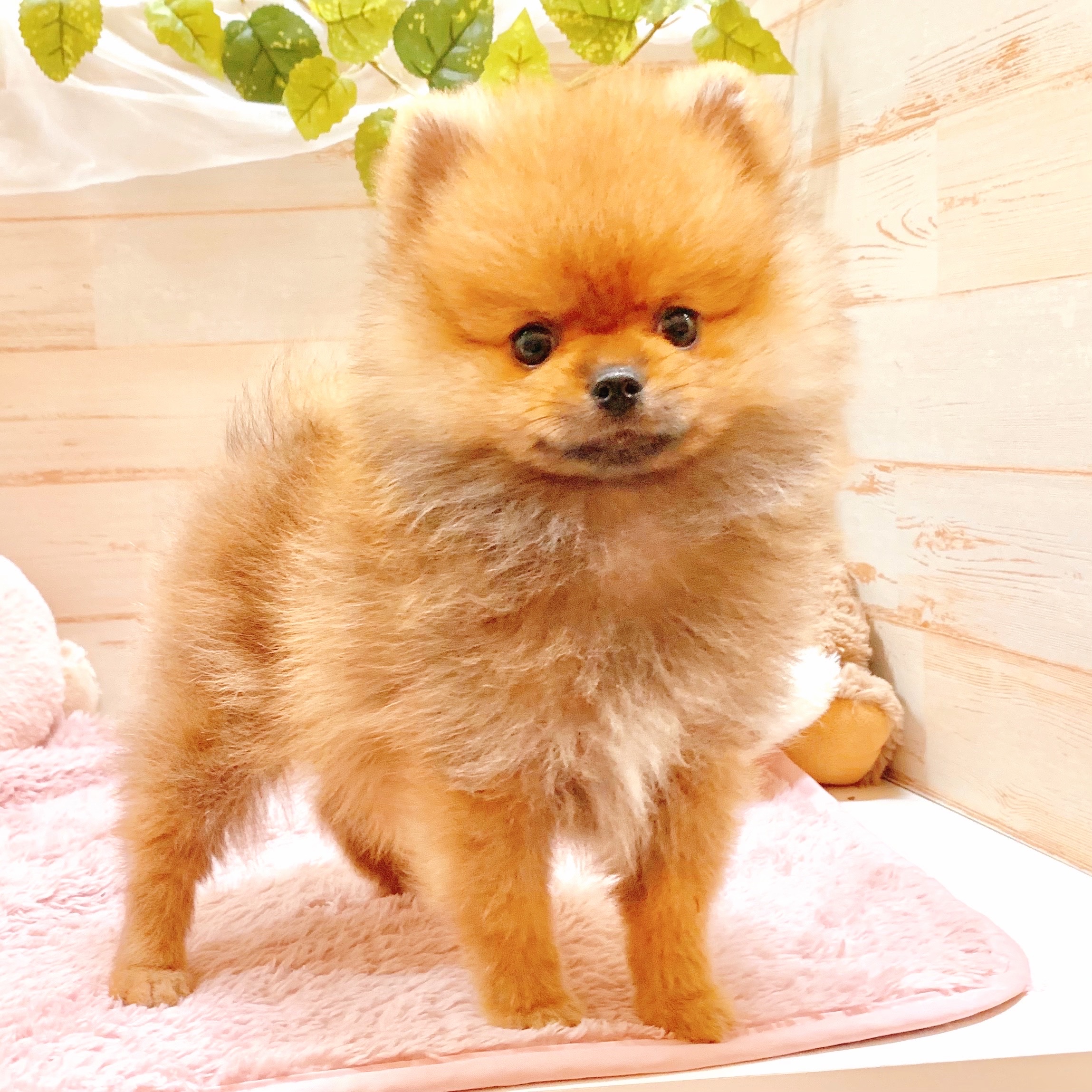 兵庫県のポメラニアン (犬の家＆猫の里神戸店/2025年7月13日生まれ/男の子/オレンジ)の子犬の1枚目の画像