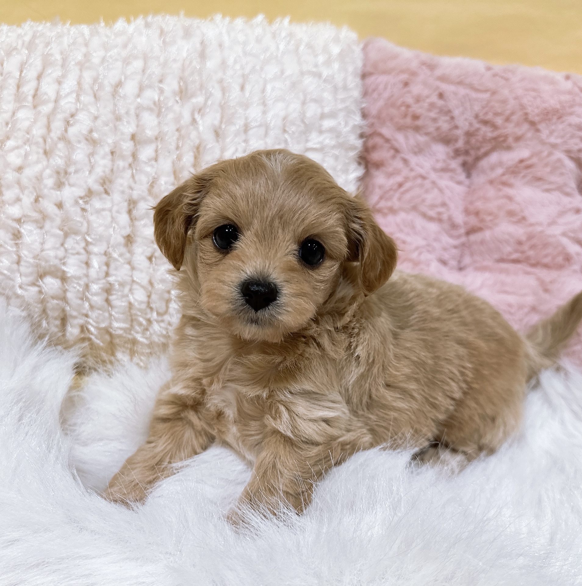 神奈川県のチワプー/プーチー(チワワ×プードル) (犬の家＆猫の里元住吉ブレーメン通り店/2026年1月6日生まれ/女の子/アプリコット)の子犬の1枚目の画像