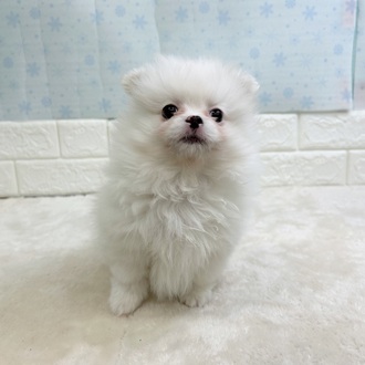 静岡県のペキポメ/ポメペキ(ペキニーズ×ポメラニアン) (犬の家＆猫の里マークイズ静岡店/2025年11月17日生まれ/男の子/ホワイト)の子犬の1枚目の画像