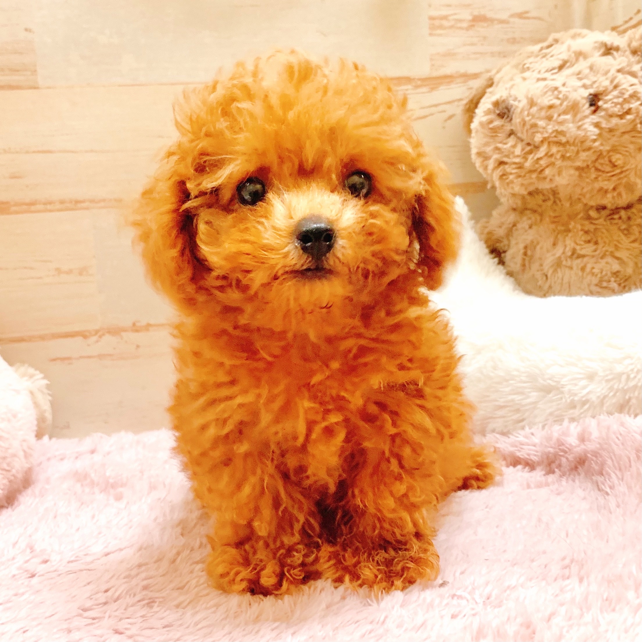 兵庫県のティーカッププードル (犬の家＆猫の里神戸店/2025年7月20日生まれ/男の子/レッドフォーン)の子犬の1枚目の画像