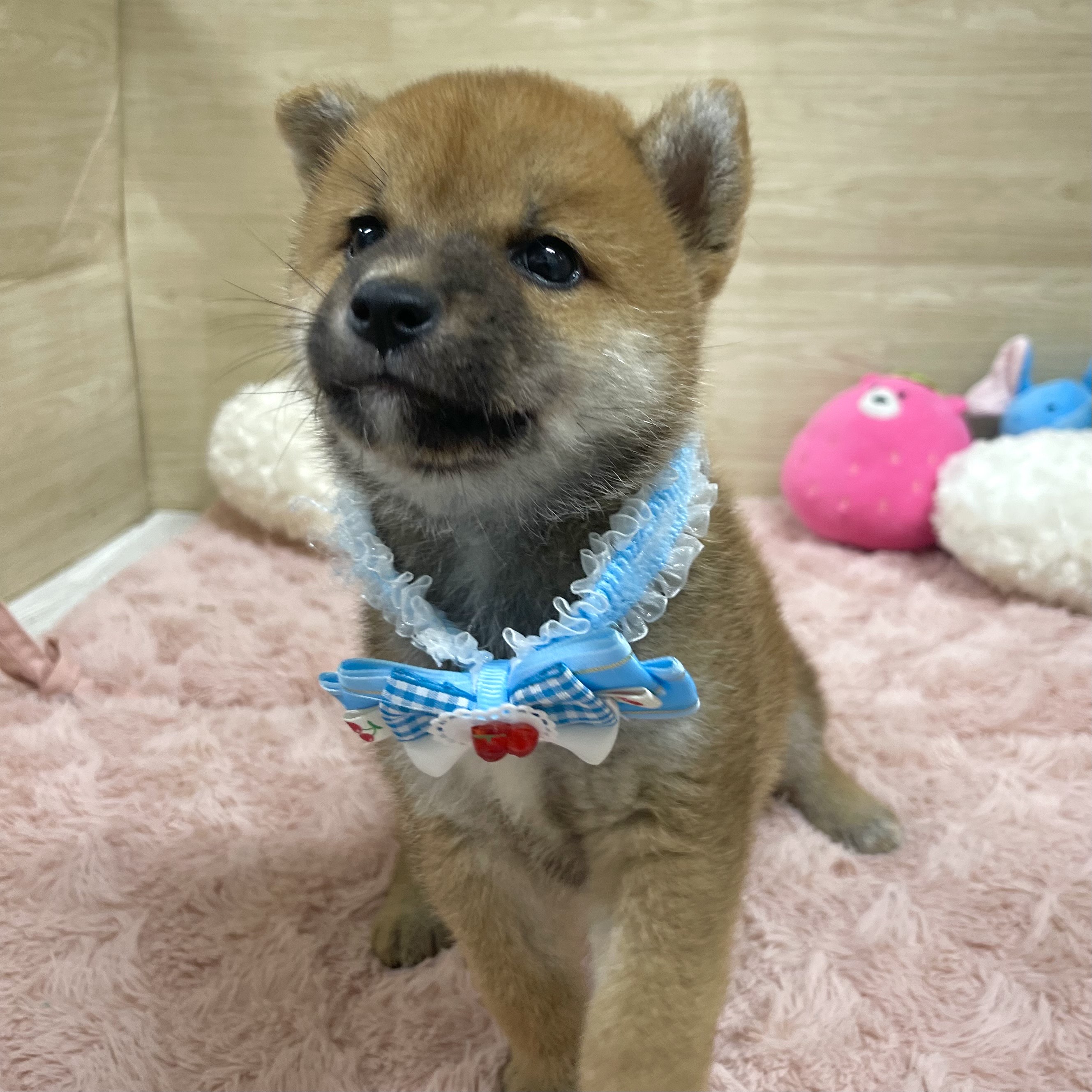 大阪府の柴犬(標準サイズ) (犬の家＆猫の里そよら東岸和田店/2025年6月12日生まれ/女の子/赤)の子犬の1枚目の画像