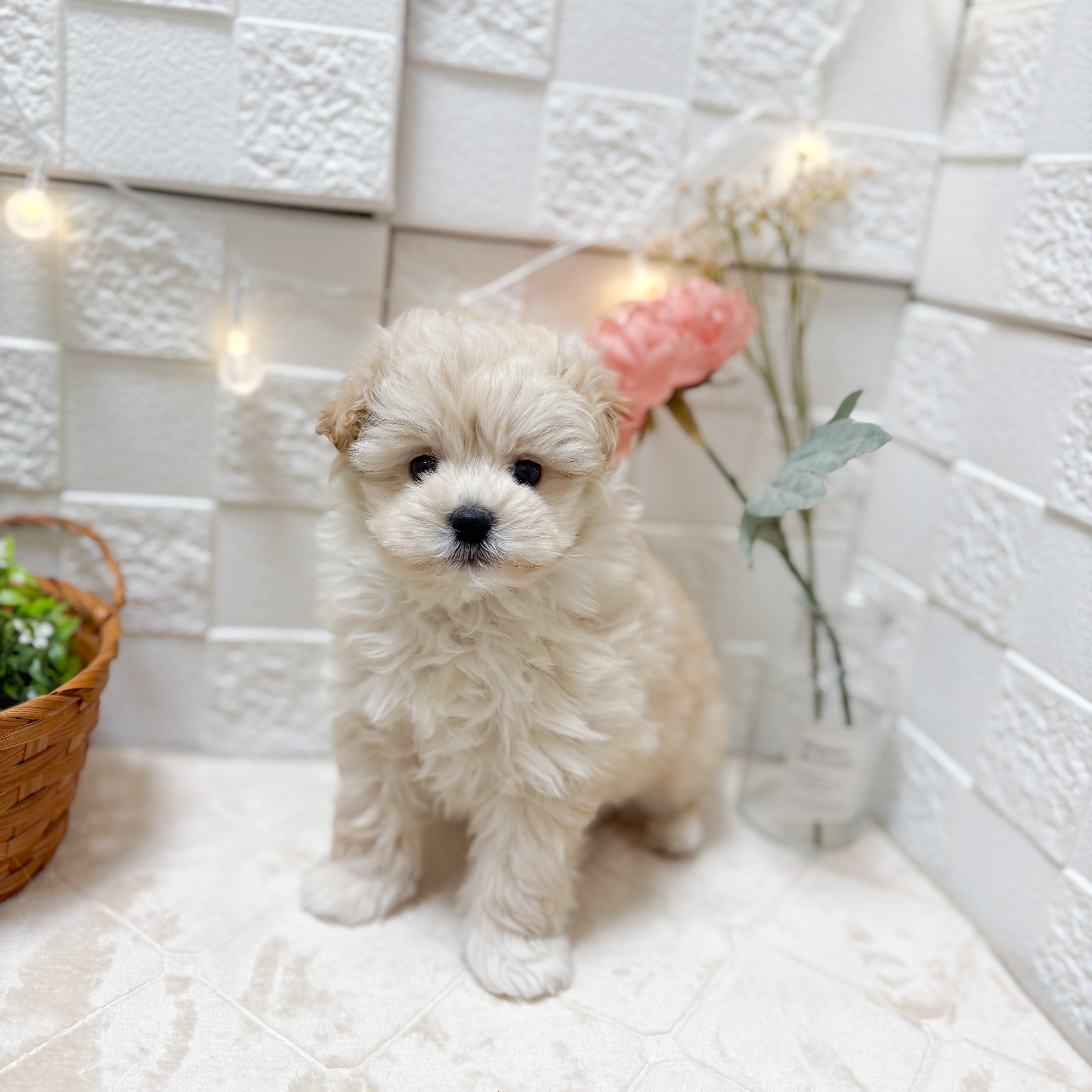 東京都のポメプー(ポメラニアン×プードル) (犬の家＆猫の里ペットフォレスト小平店/2026年1月19日生まれ/女の子/クリーム)の子犬の1枚目の画像