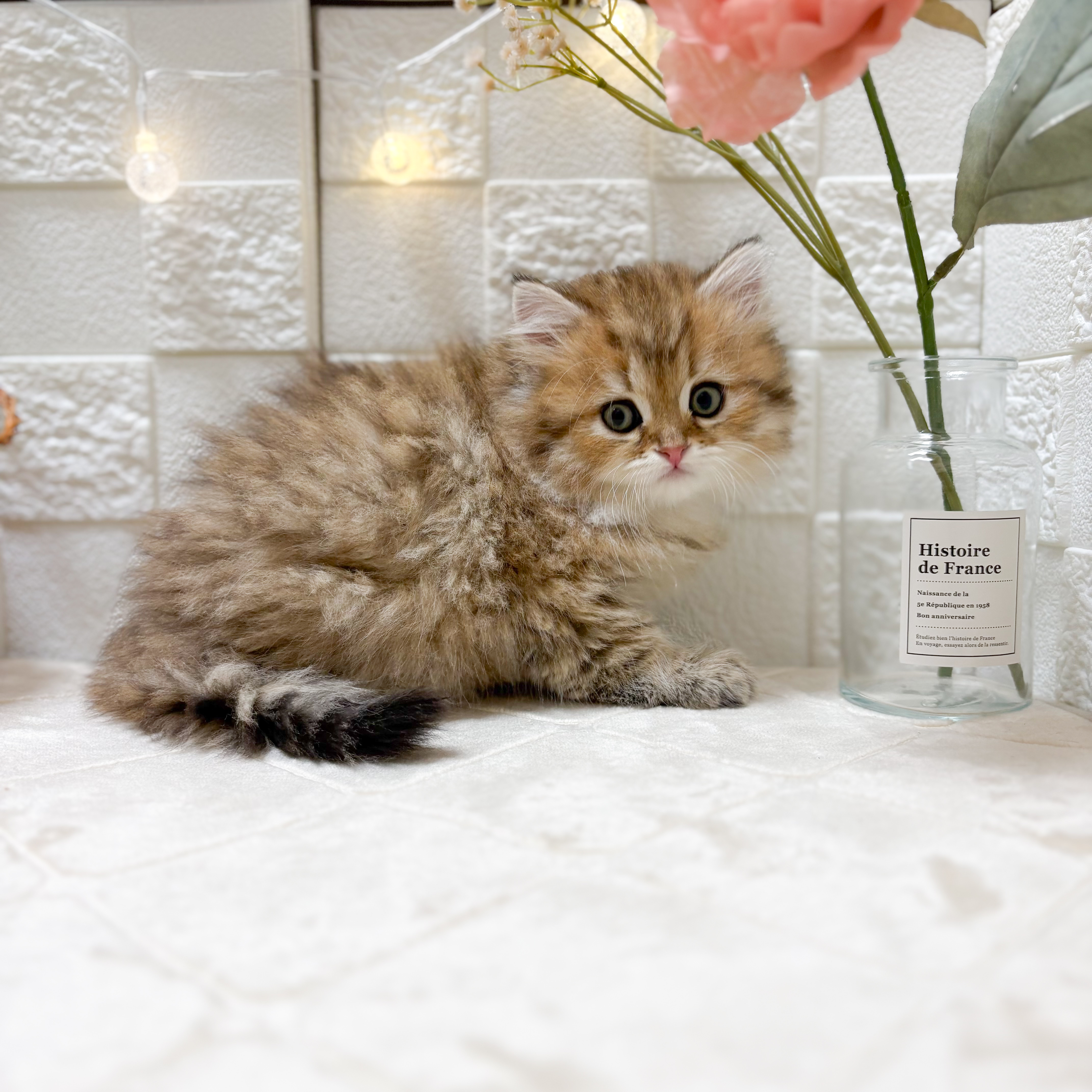 東京都のミヌエット (犬の家＆猫の里ペットフォレスト小平店/2026年1月25日生まれ/男の子/ブラウンタビー)の子猫の1枚目の画像