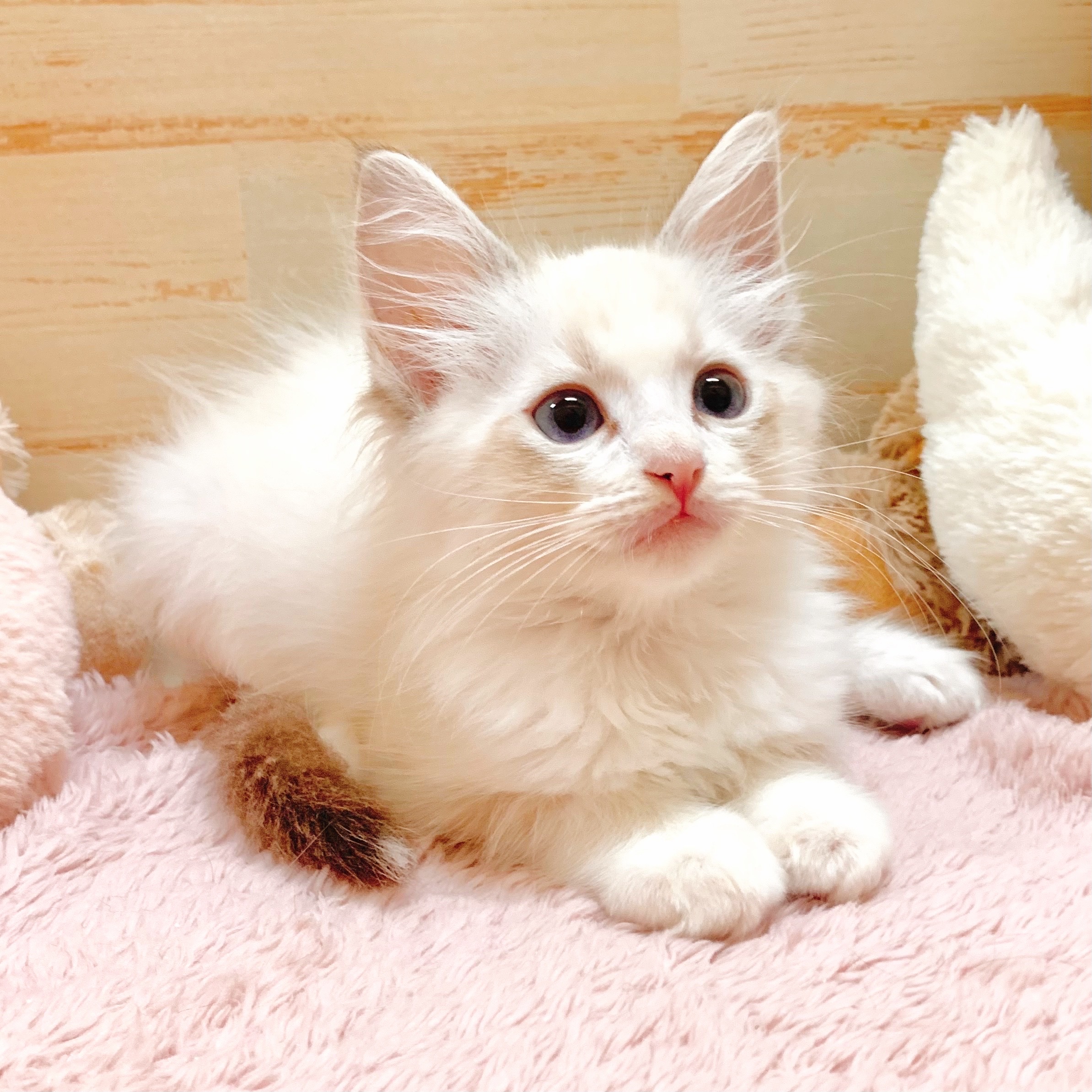兵庫県のラグドール (犬の家＆猫の里神戸店/2025年7月23日生まれ/男の子/シールポイントバイカラー)の子猫