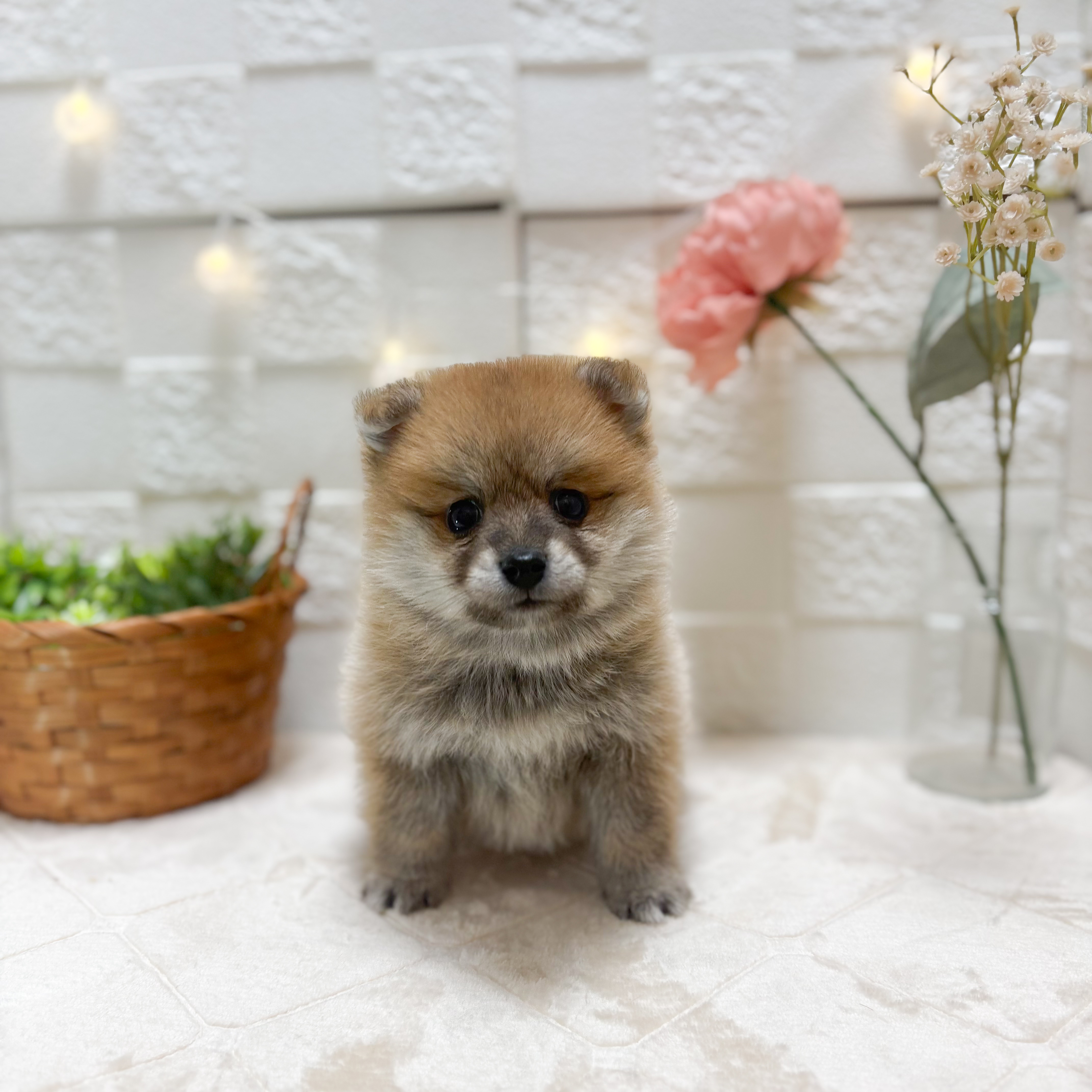 東京都のポメ柴/豆ポメ/ポメ豆柴(ポメラニアン×柴犬) (犬の家＆猫の里ペットフォレスト小平店/2026年2月10日生まれ/男の子/赤)の子犬の1枚目の画像