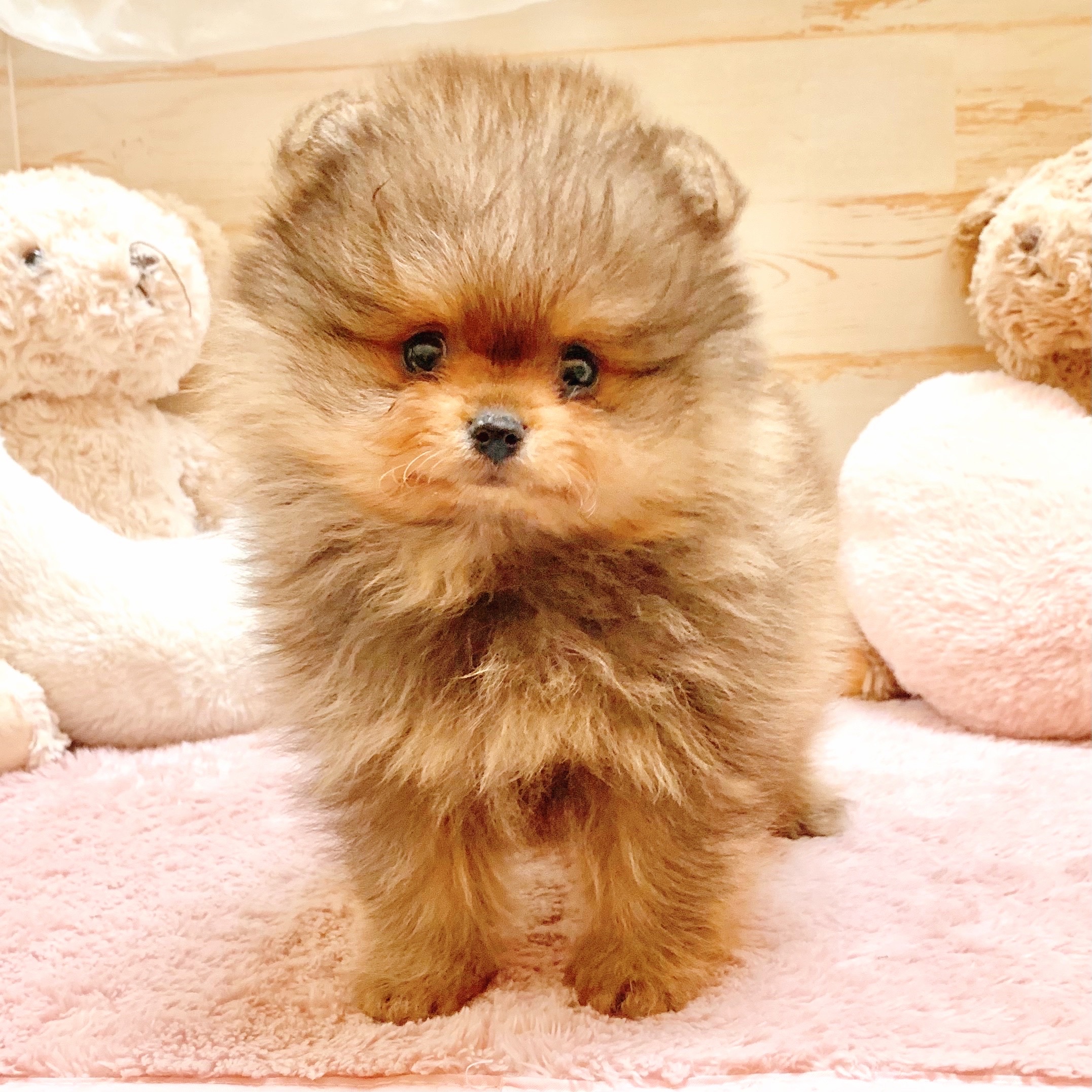 兵庫県のポメラニアン (犬の家＆猫の里神戸店/2025年8月30日生まれ/男の子/オレンジ)の子犬の1枚目の画像