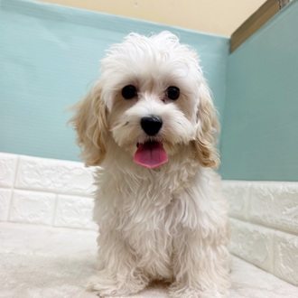 静岡県のマルプー(マルチーズ×プードル) (犬の家＆猫の里マークイズ静岡店/2025年6月16日生まれ/男の子/アプリコット)の子犬の1枚目の画像