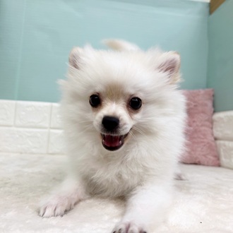 静岡県のポメチワ/チワポメ/ポメチー(ポメラニアン×チワワ) (犬の家＆猫の里マークイズ静岡店/2025年7月8日生まれ/男の子/クリームホワイト)の子犬の1枚目の画像