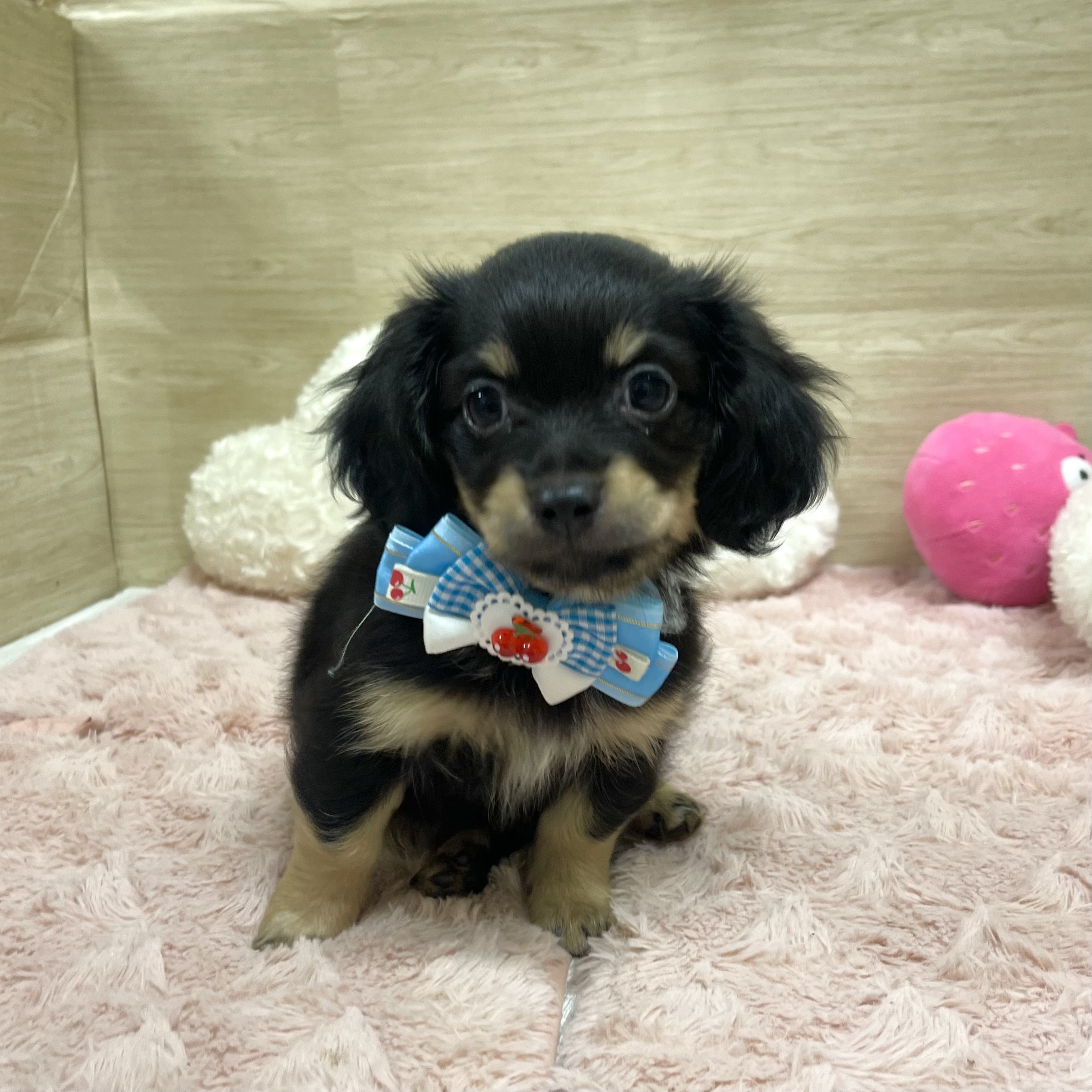 大阪府のチワックス(チワワ×ダックス) (犬の家＆猫の里そよら東岸和田店/2025年6月25日生まれ/女の子/ブラックタン)の子犬の1枚目の画像