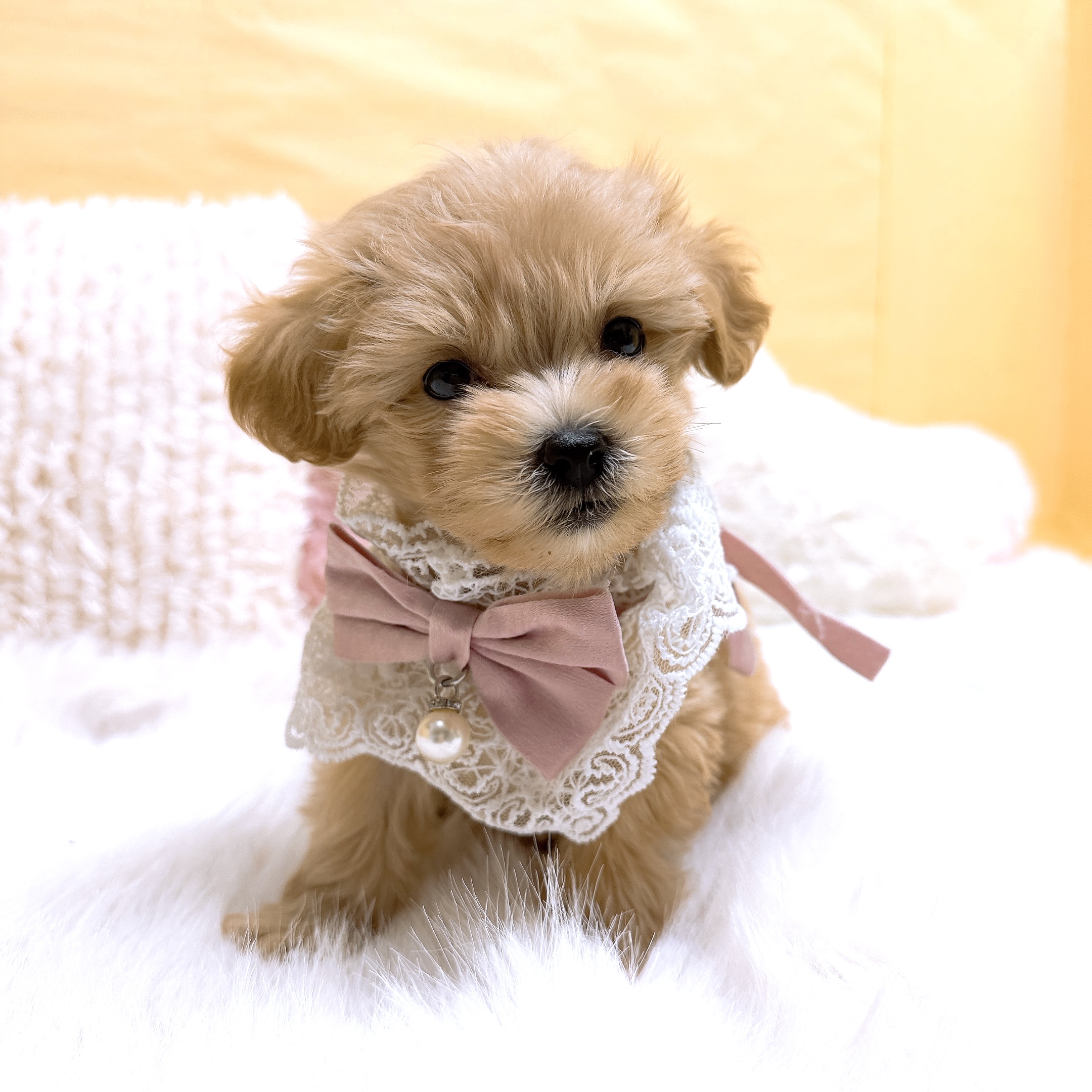 神奈川県のマルプー(マルチーズ×プードル) (犬の家＆猫の里元住吉ブレーメン通り店/2025年12月28日生まれ/女の子/アプリコット)の子犬の1枚目の画像