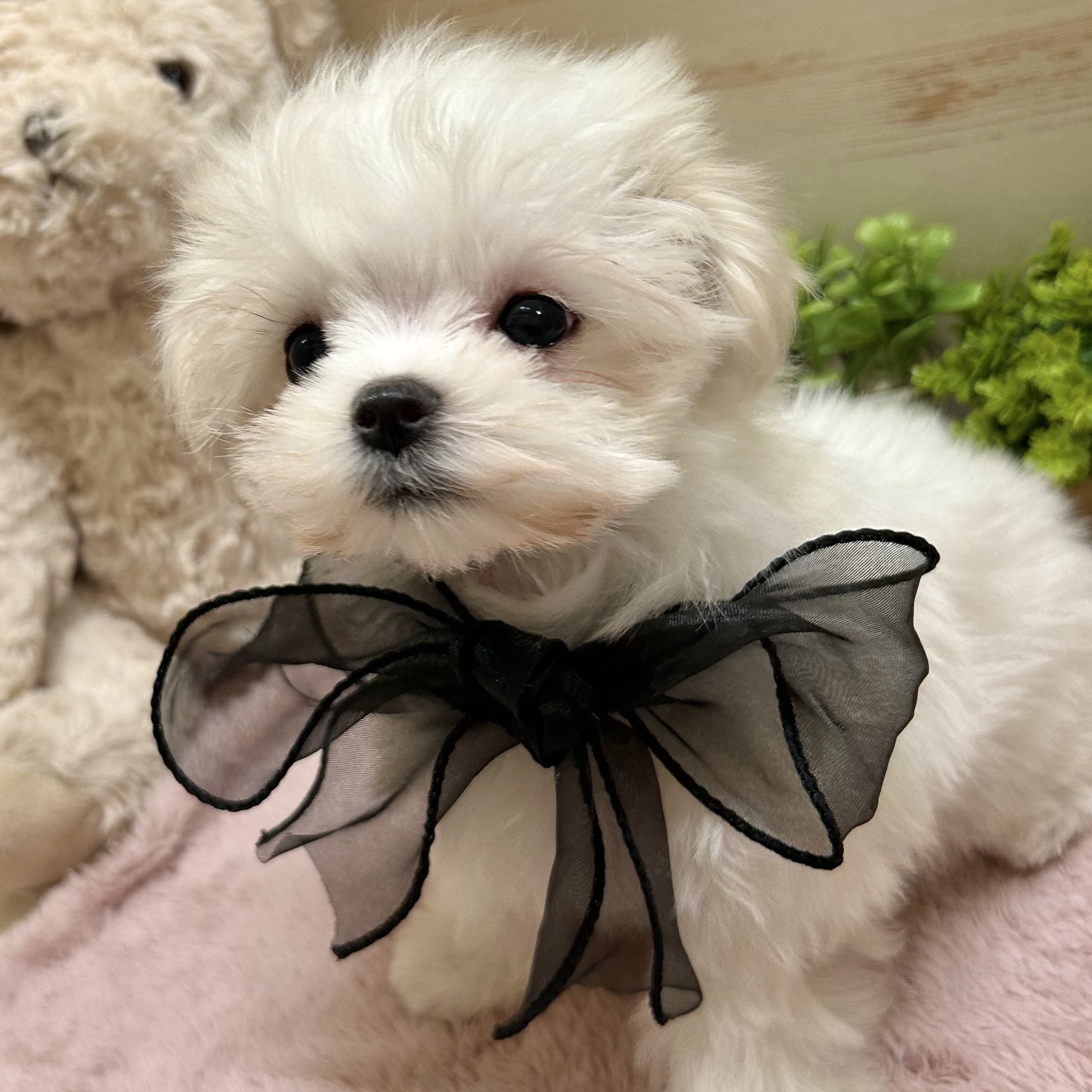 兵庫県のマルチーズ (犬の家＆猫の里神戸店/2026年1月20日生まれ/女の子/ホワイト)の子犬の1枚目の画像