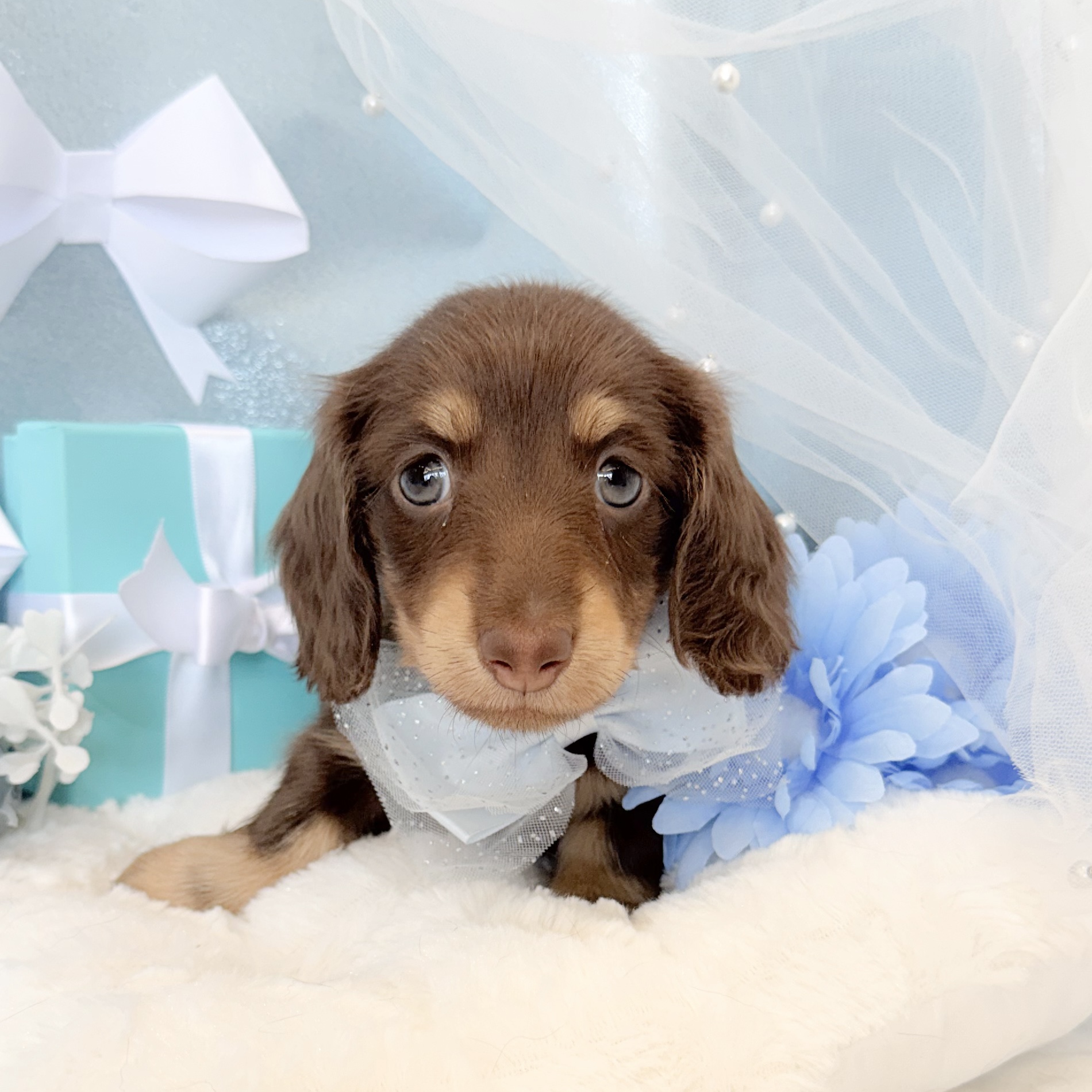 静岡県のミニチュアダックスフンド(ロング) (犬の家＆猫の里富士店/2026年1月18日生まれ/男の子/チョコレートイエロー)の子犬の1枚目の画像