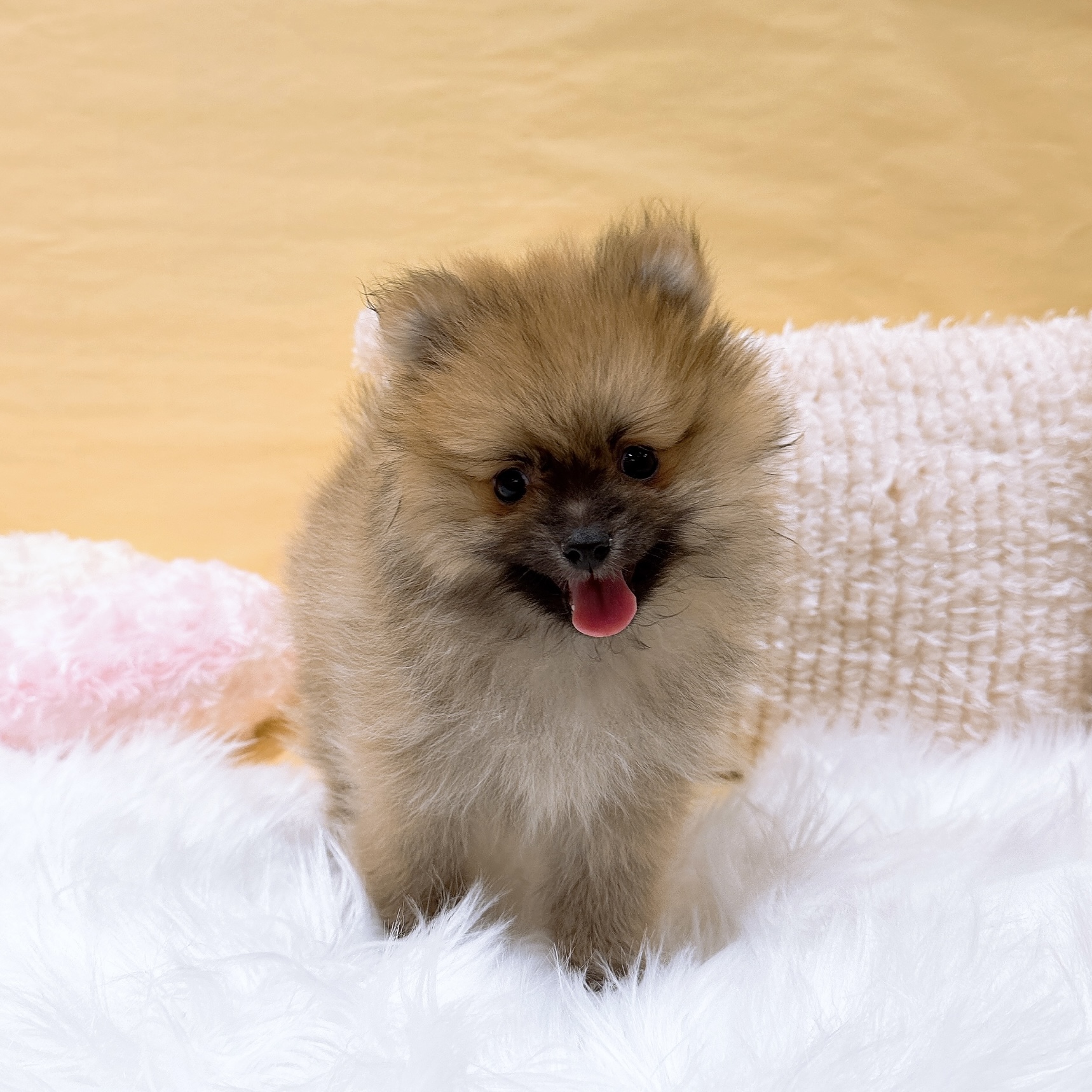 ポメラニアン男の子の写真