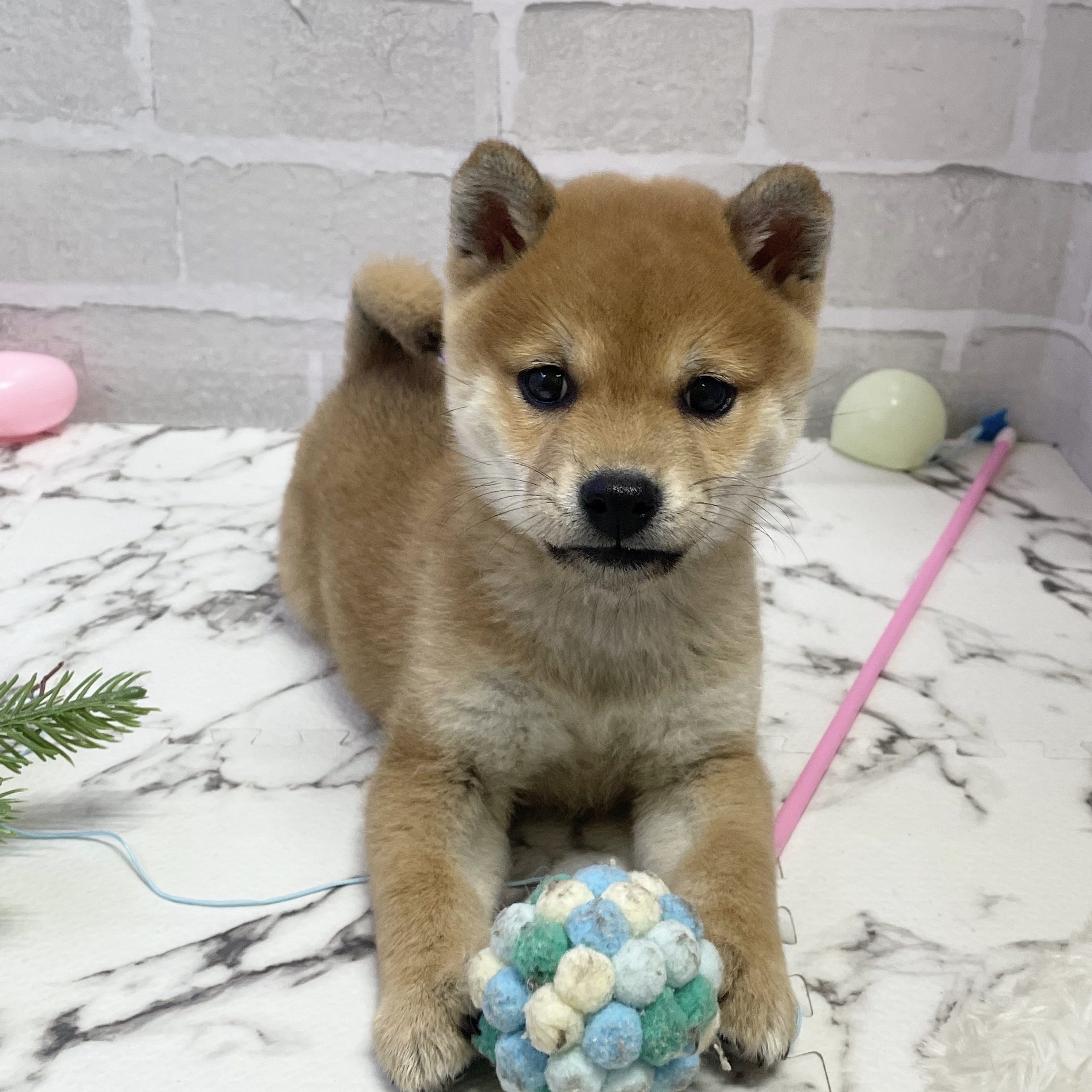 愛知県の柴犬(標準サイズ) (犬の家＆猫の里岡崎店/2025年9月13日生まれ/男の子/赤)の子犬の1枚目の画像