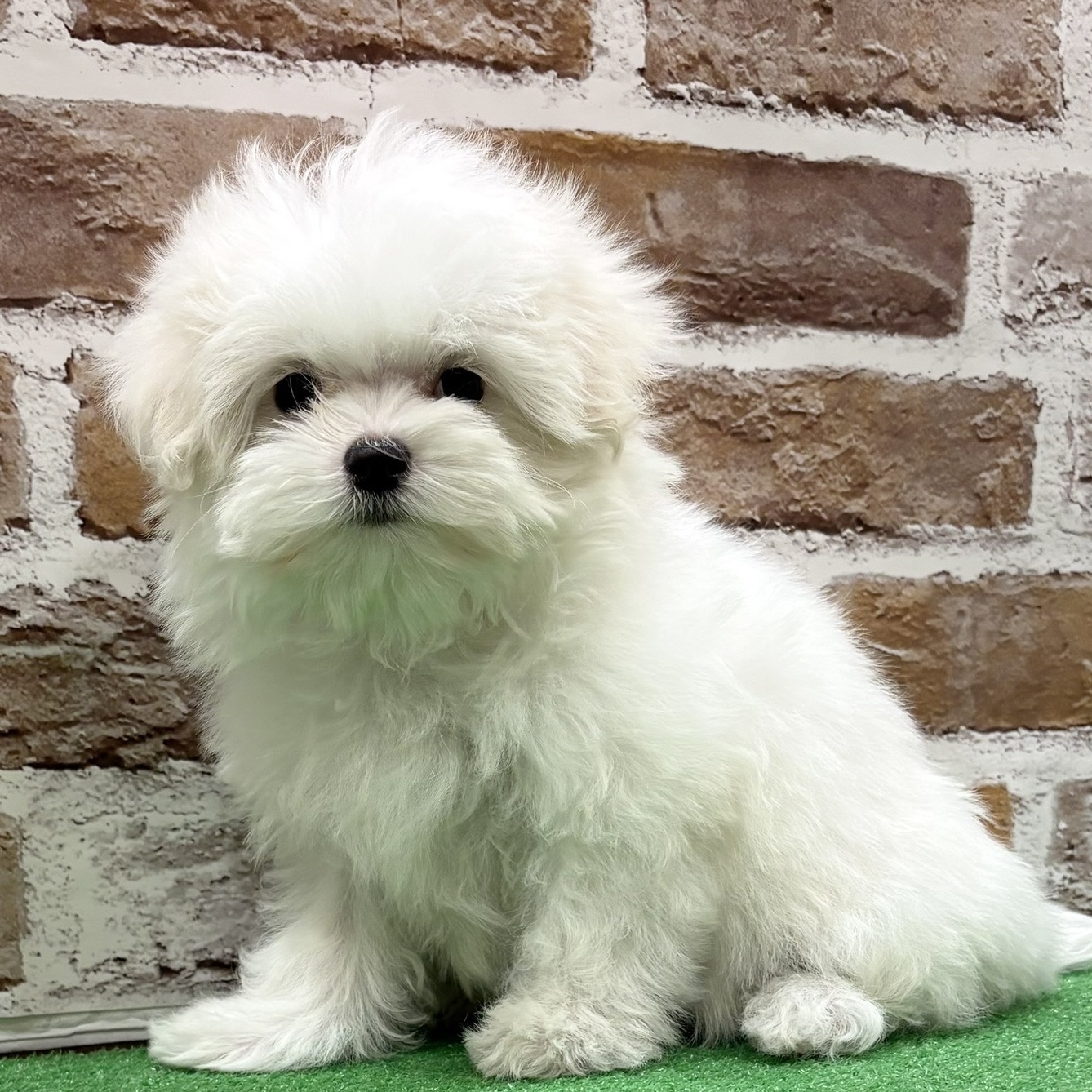 マルチーズ男の子の写真