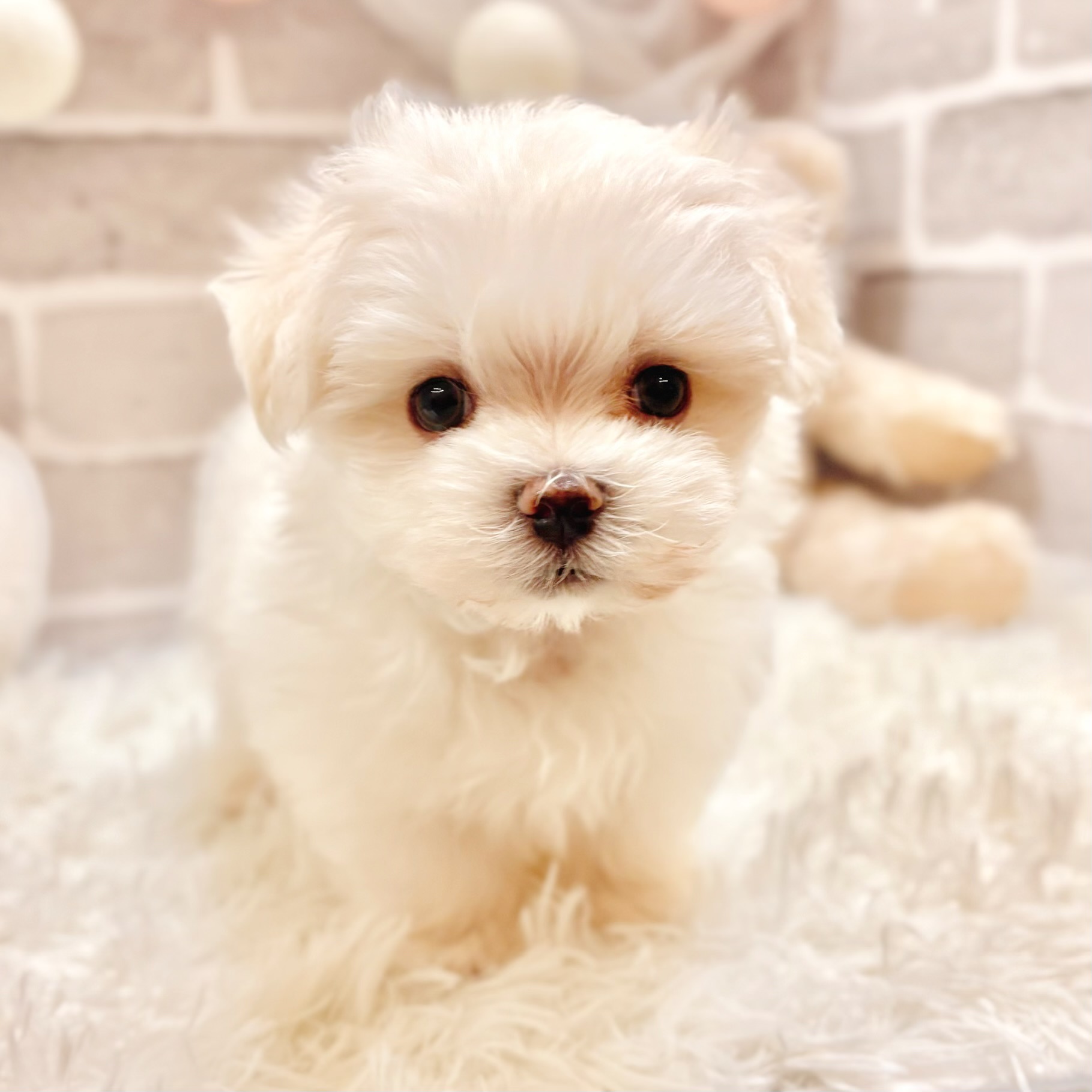 マルチーズ男の子の写真