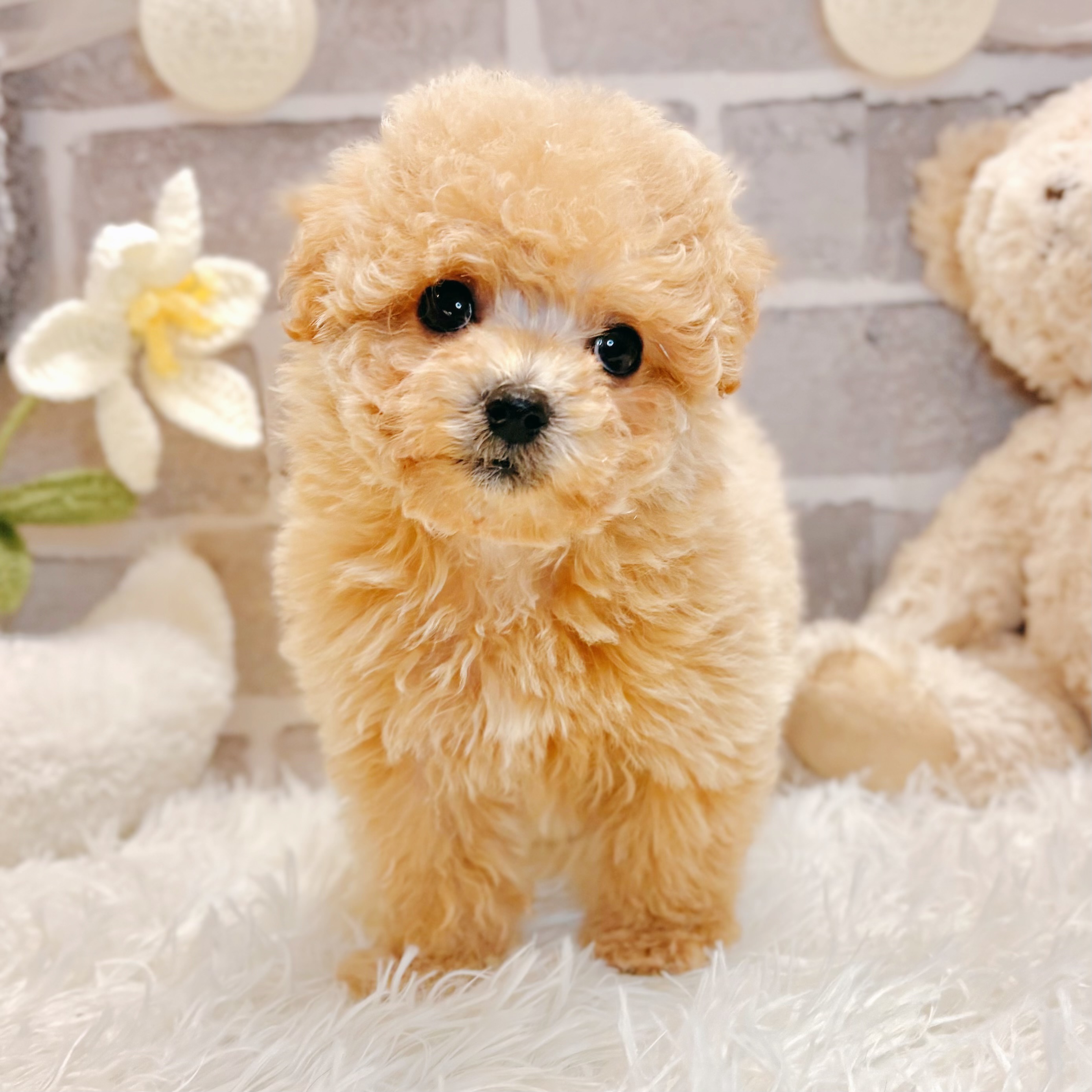 兵庫県のマルプー(マルチーズ×プードル) (犬の家＆猫の里神戸店/2026年3月1日生まれ/女の子/クリーム)の子犬の1枚目の画像