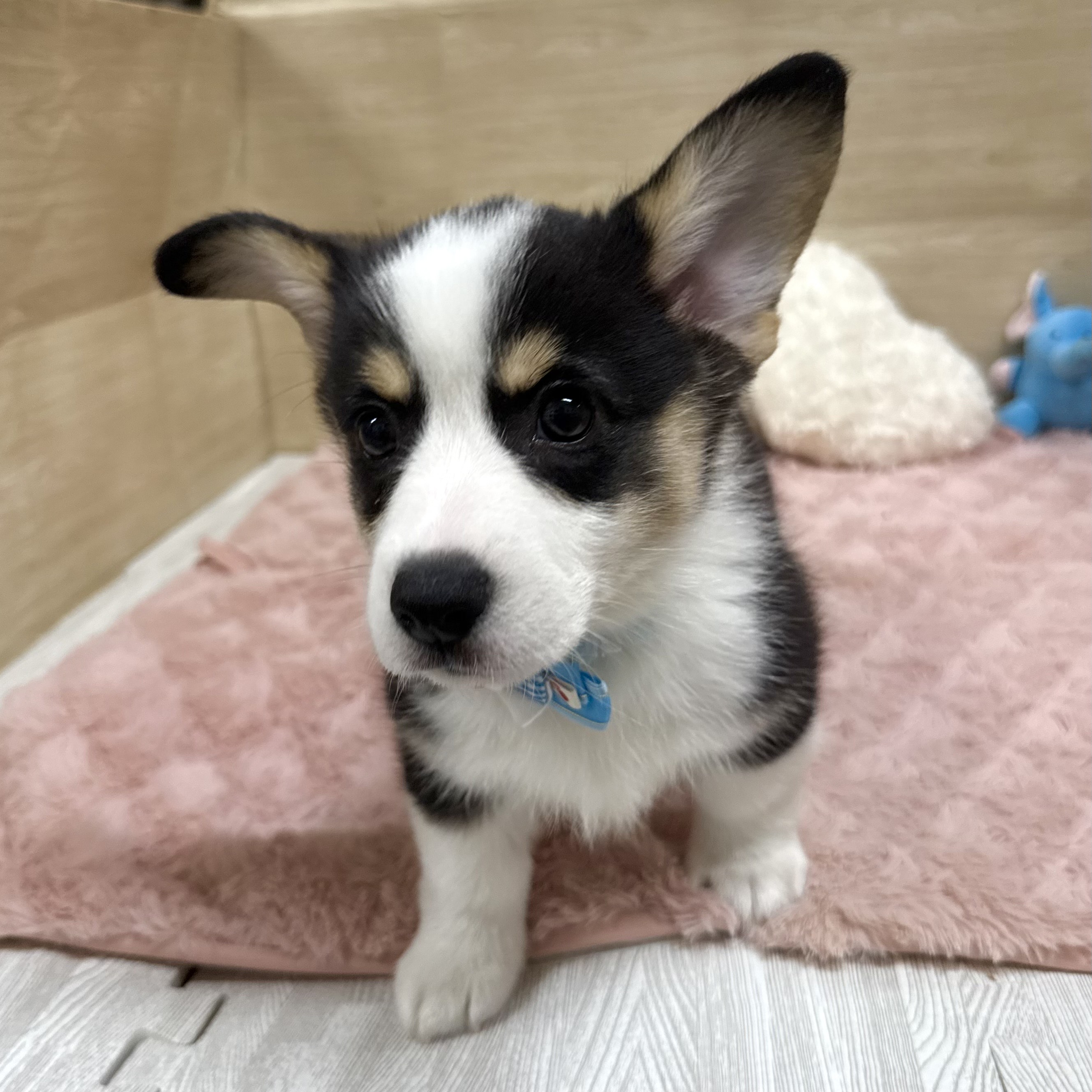 2025年8月26日生まれのウェルシュコーギーペンブロークの7枚目の写真