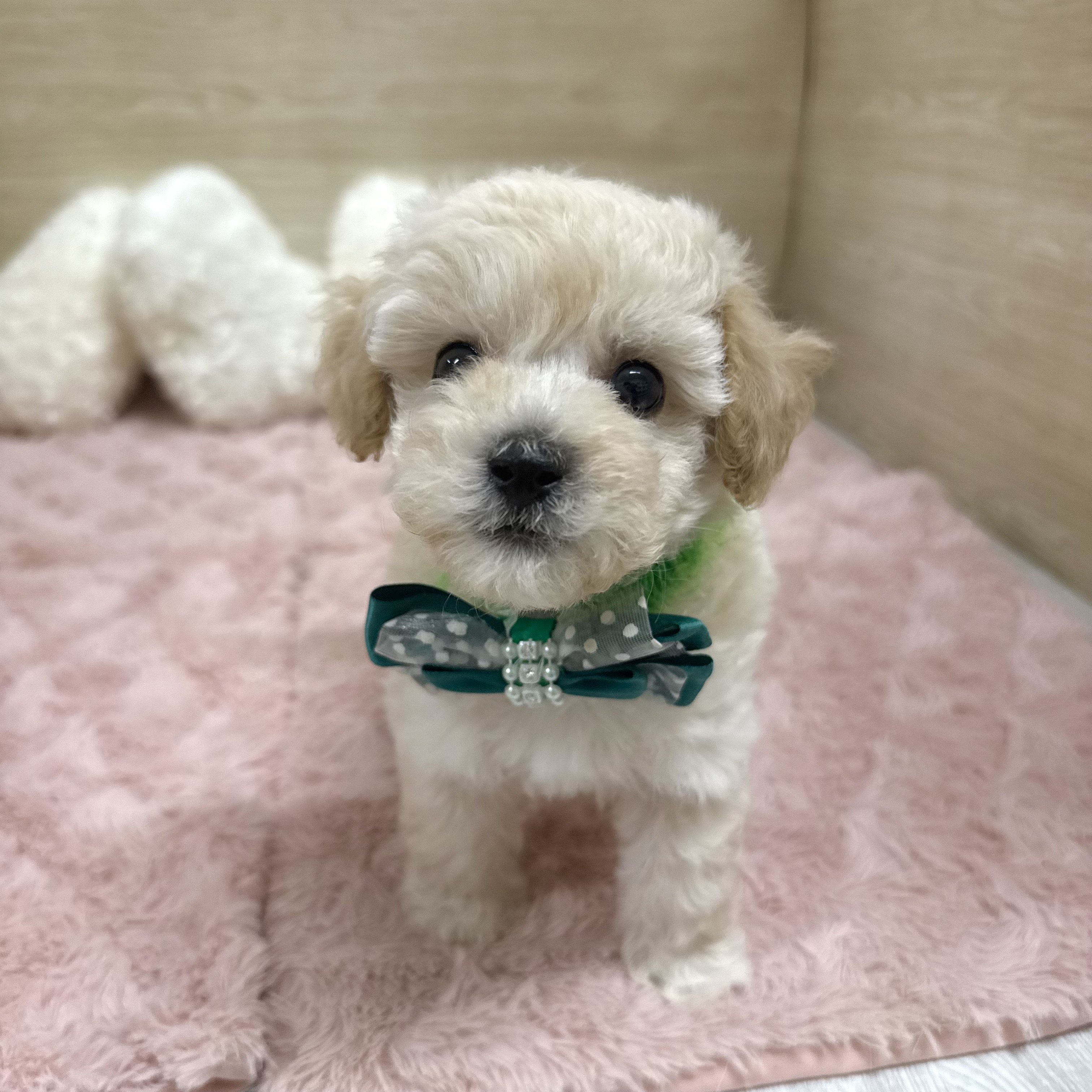 2025年8月27日生まれのビションプー(ビションフリーゼ×プードル)の7枚目の写真