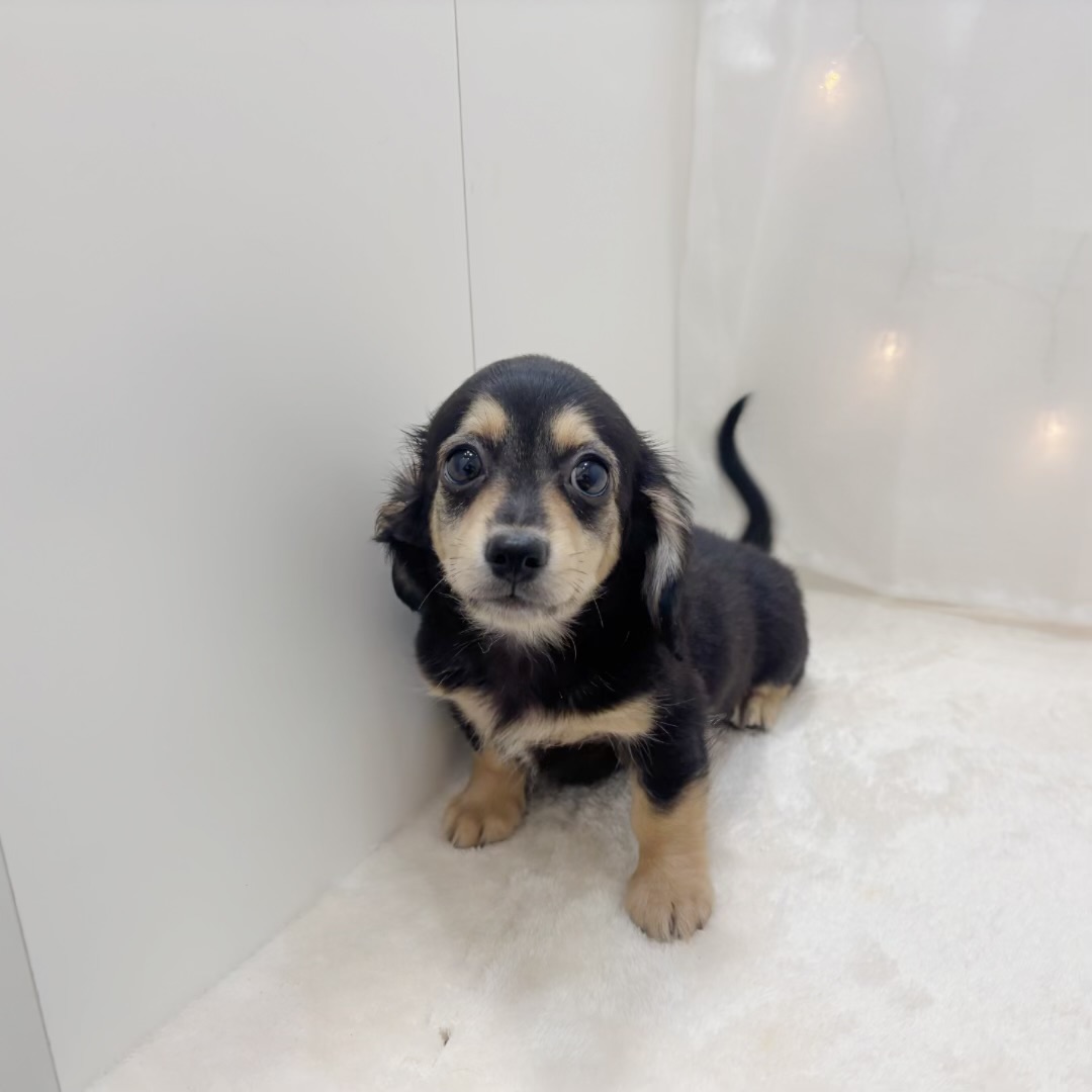 千葉県のチワックス(チワワ×ダックス) (犬の家＆猫の里BIGHOPガーデンモール印西店/2025年7月1日生まれ/男の子/ブラックタン)の子犬の1枚目の画像