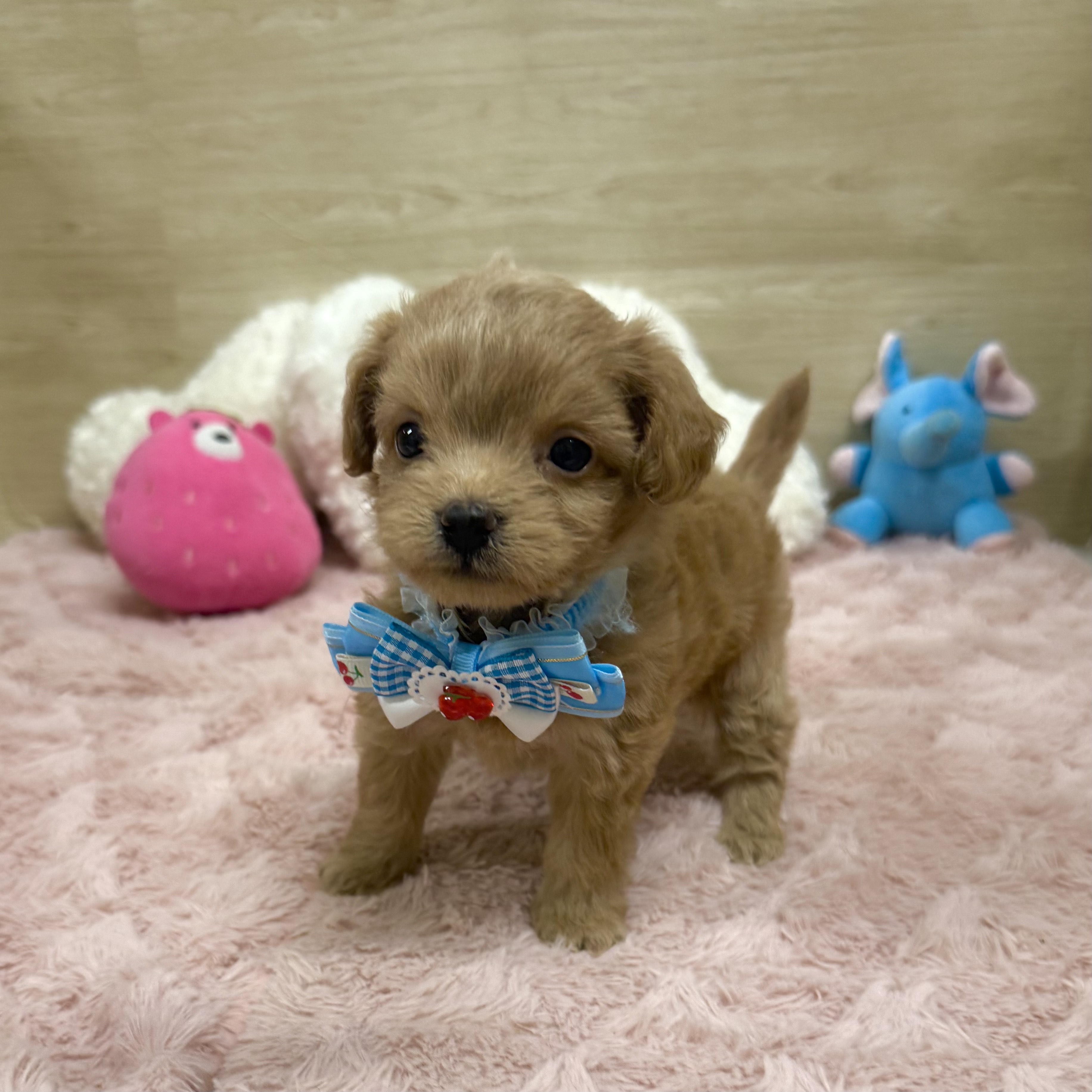 2025年8月28日生まれのチワプー/プーチー(チワワ×プードル)の7枚目の写真